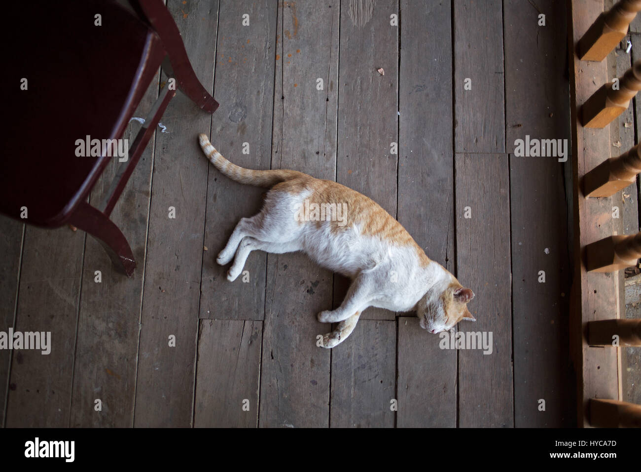 cat sleeping on the floor, mandalay, myanmar, burma Stock Photo