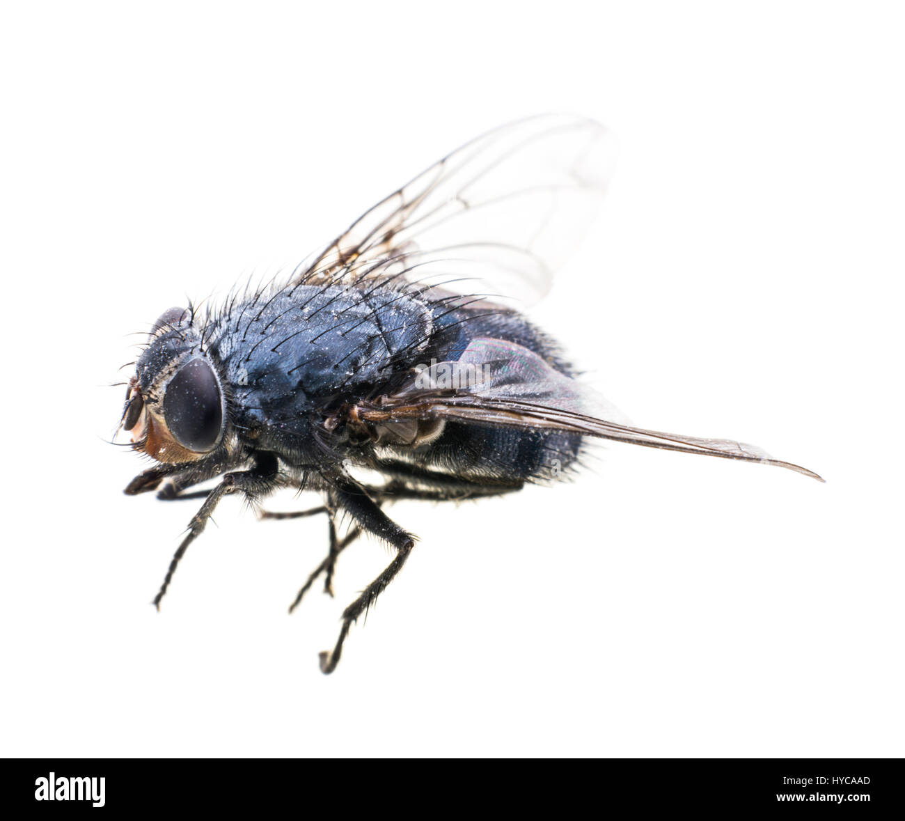 Blue bottle fly (Calliphora vomitoria) Stock Photo