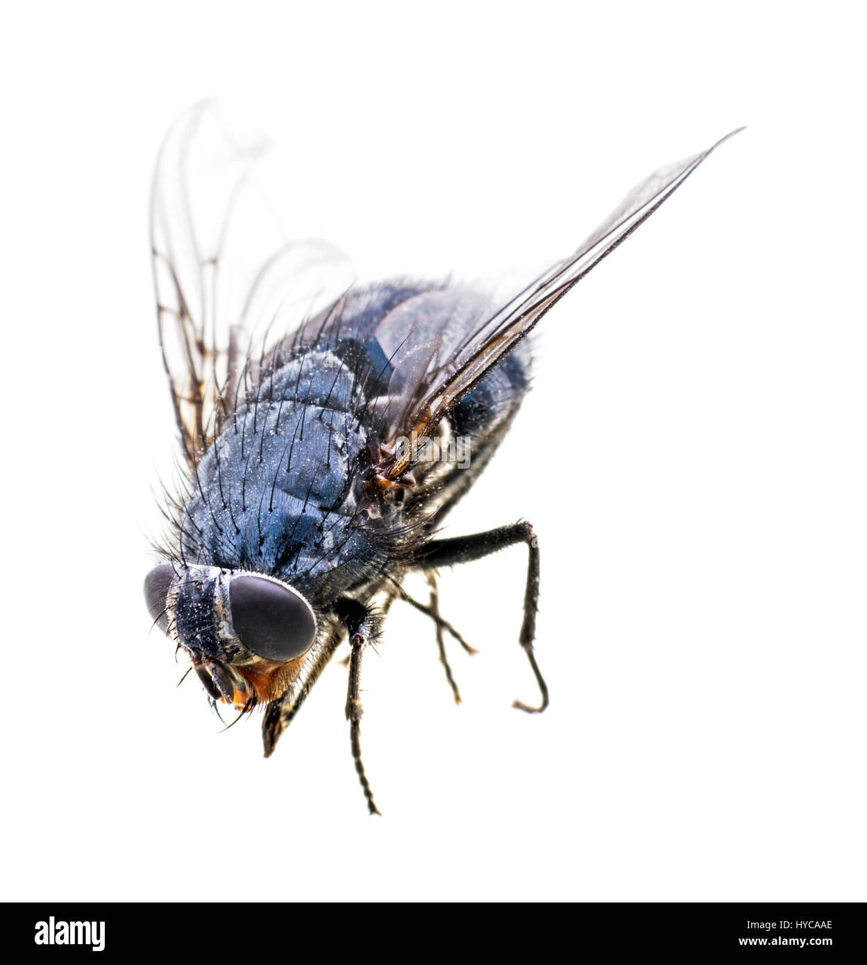 Blue bottle fly (Calliphora vomitoria) Stock Photo