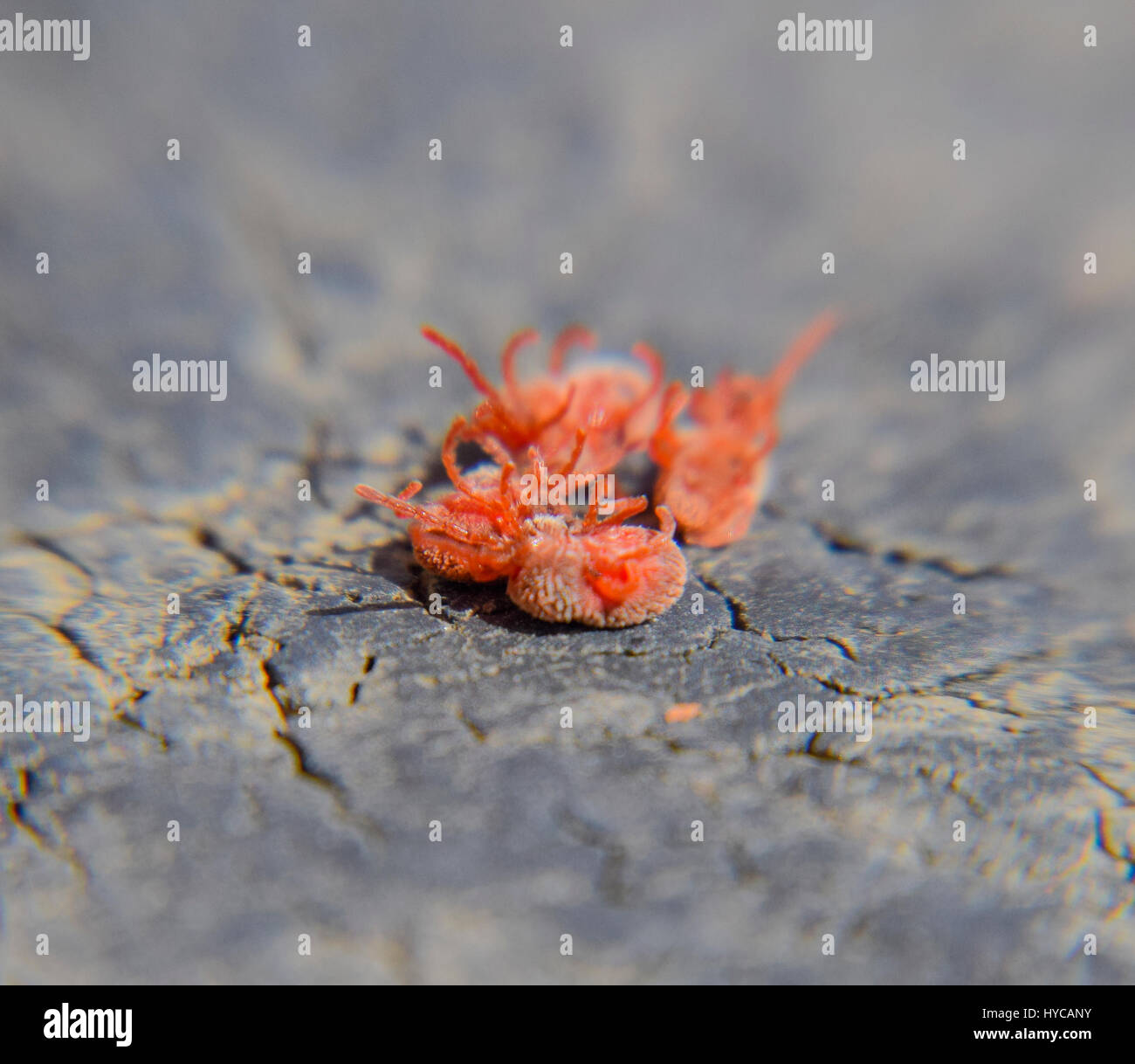 Redvelvetmite hi-res stock photography and images - Alamy