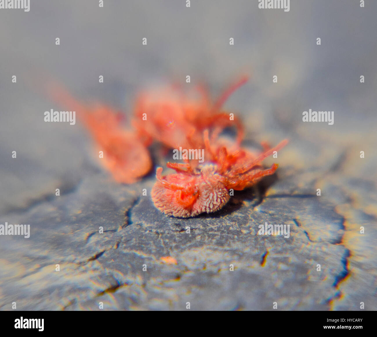 Close up macro Red velvet mite or Trombidiidae. Stock Photo