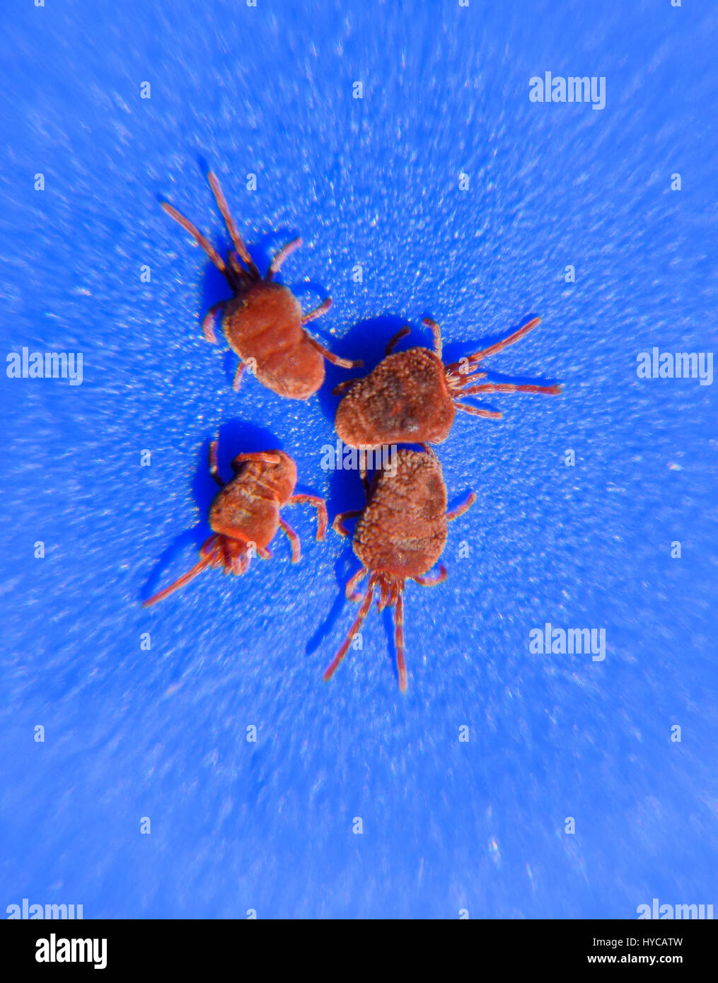 Close up macro Red velvet mite or Trombidiidae. Arthropod mites on a