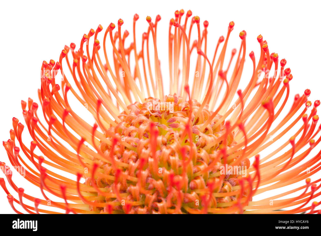 red pincushion protea flower isolated on white background Stock Photo