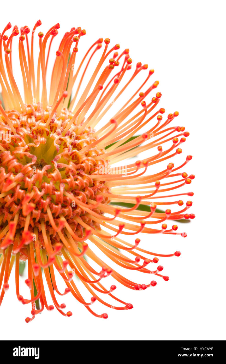 red pincushion protea flower isolated on white background Stock Photo