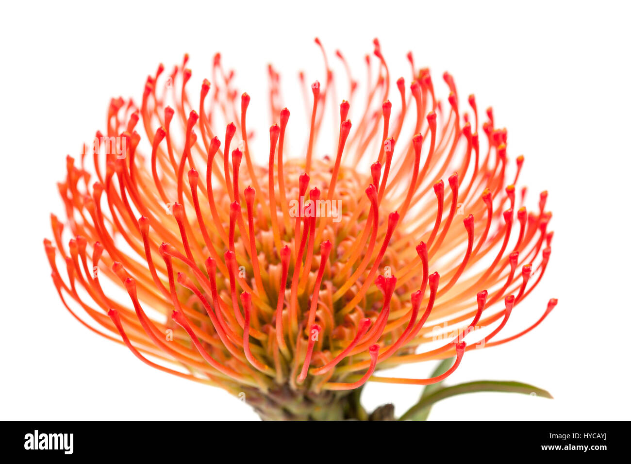 red pincushion protea flower isolated on white background Stock Photo