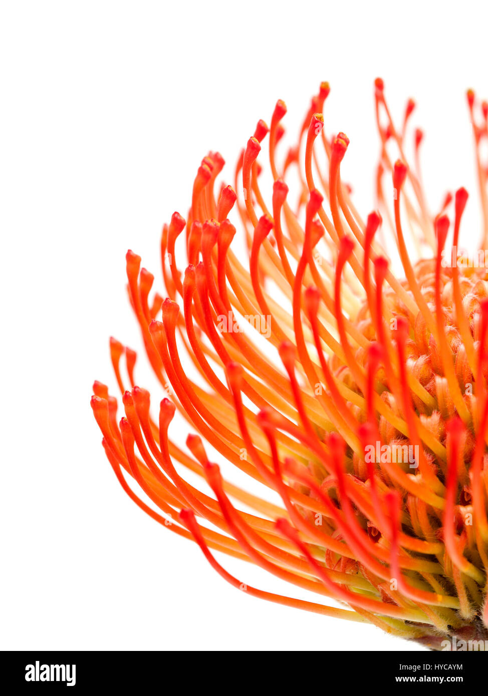red pincushion protea flower isolated on white background Stock Photo