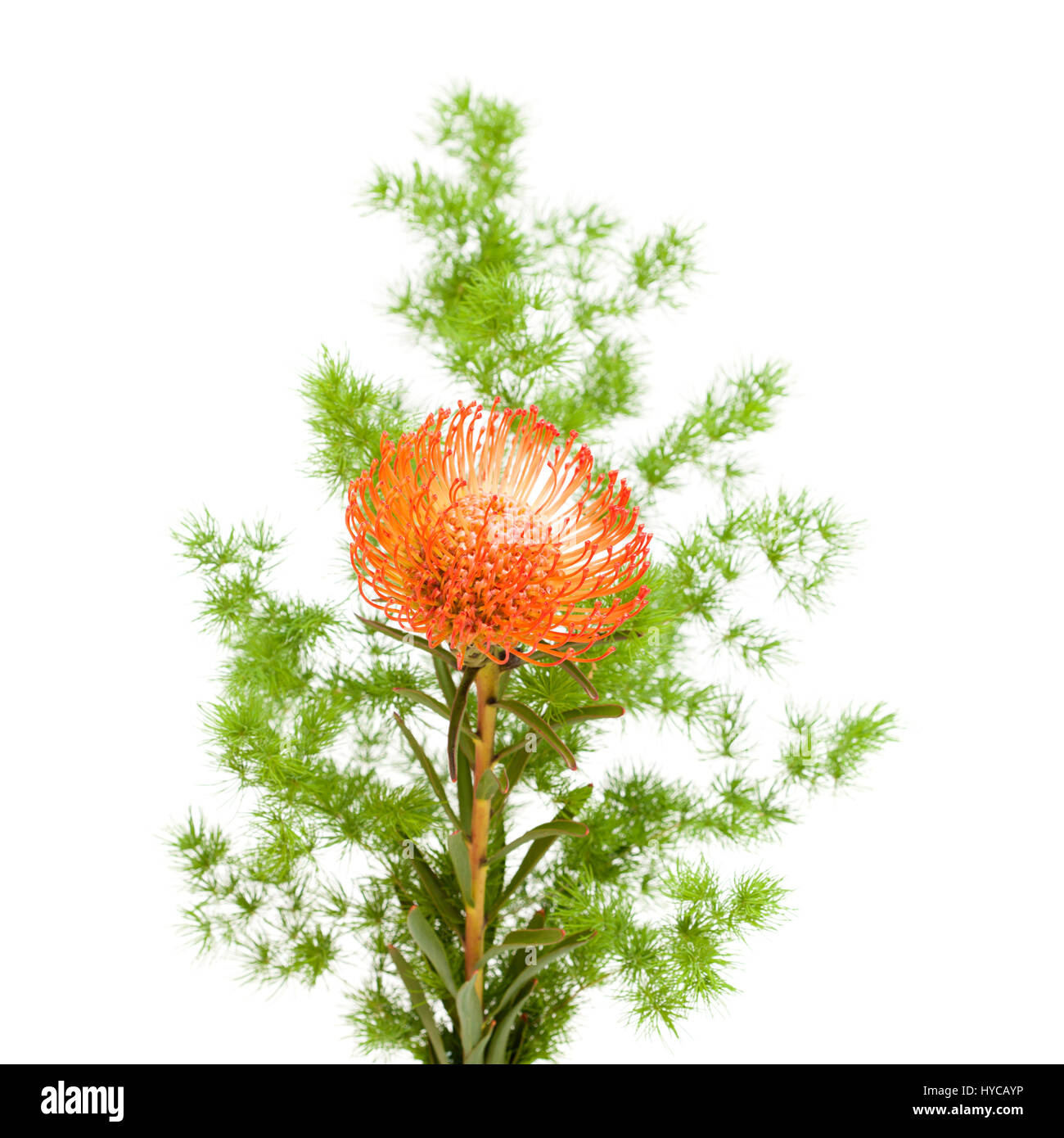 red pincushion protea flower isolated on white background Stock Photo