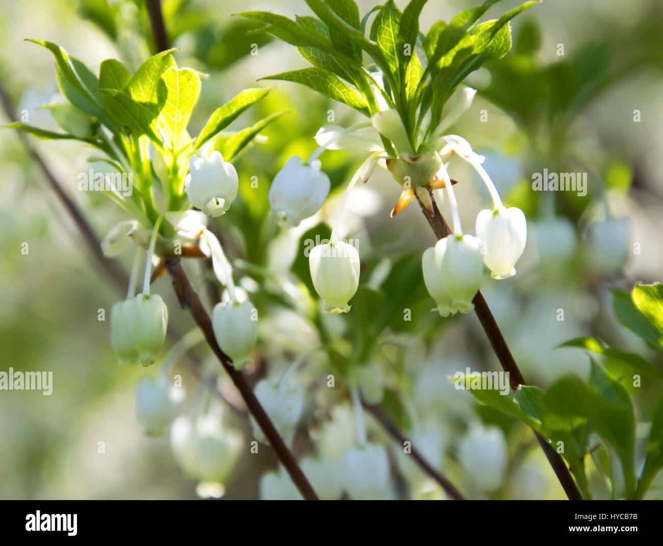 Close up to beautiful flowers in a Japanese garden. Stock Photo