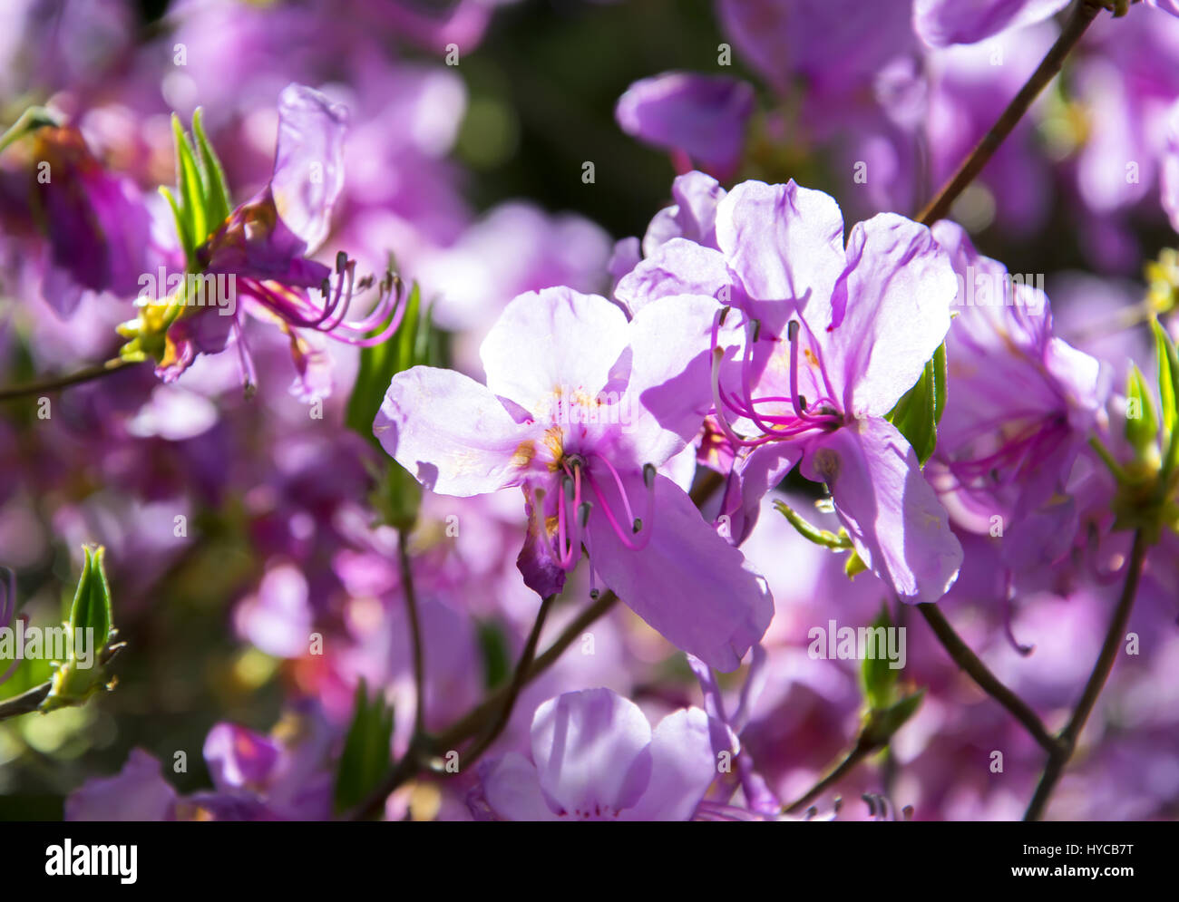 Close up to beautiful violet flowers. Stock Photo