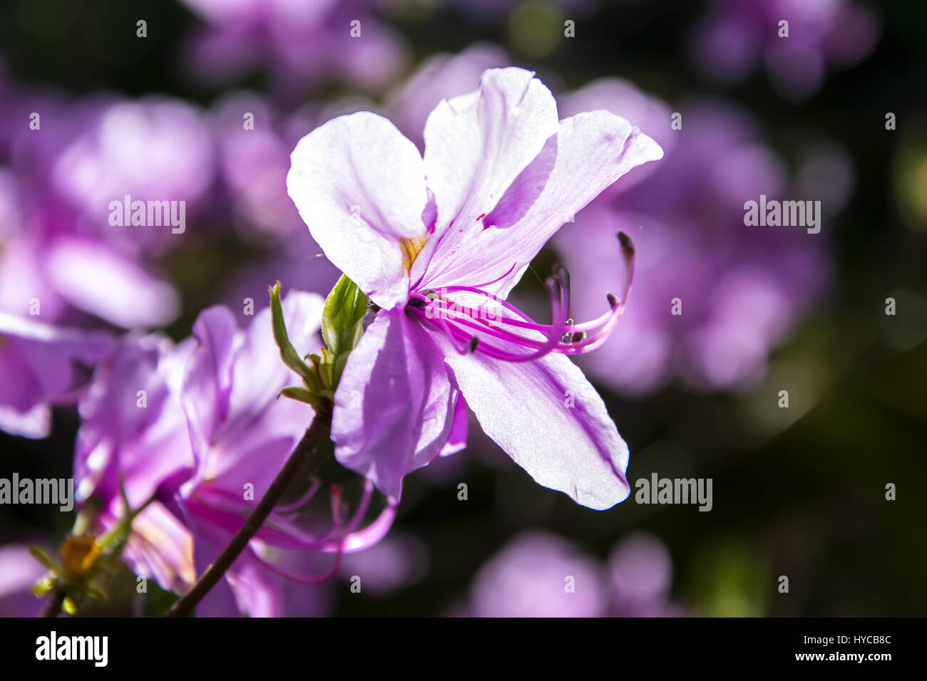 Close up to beautiful violet flowers. Stock Photo
