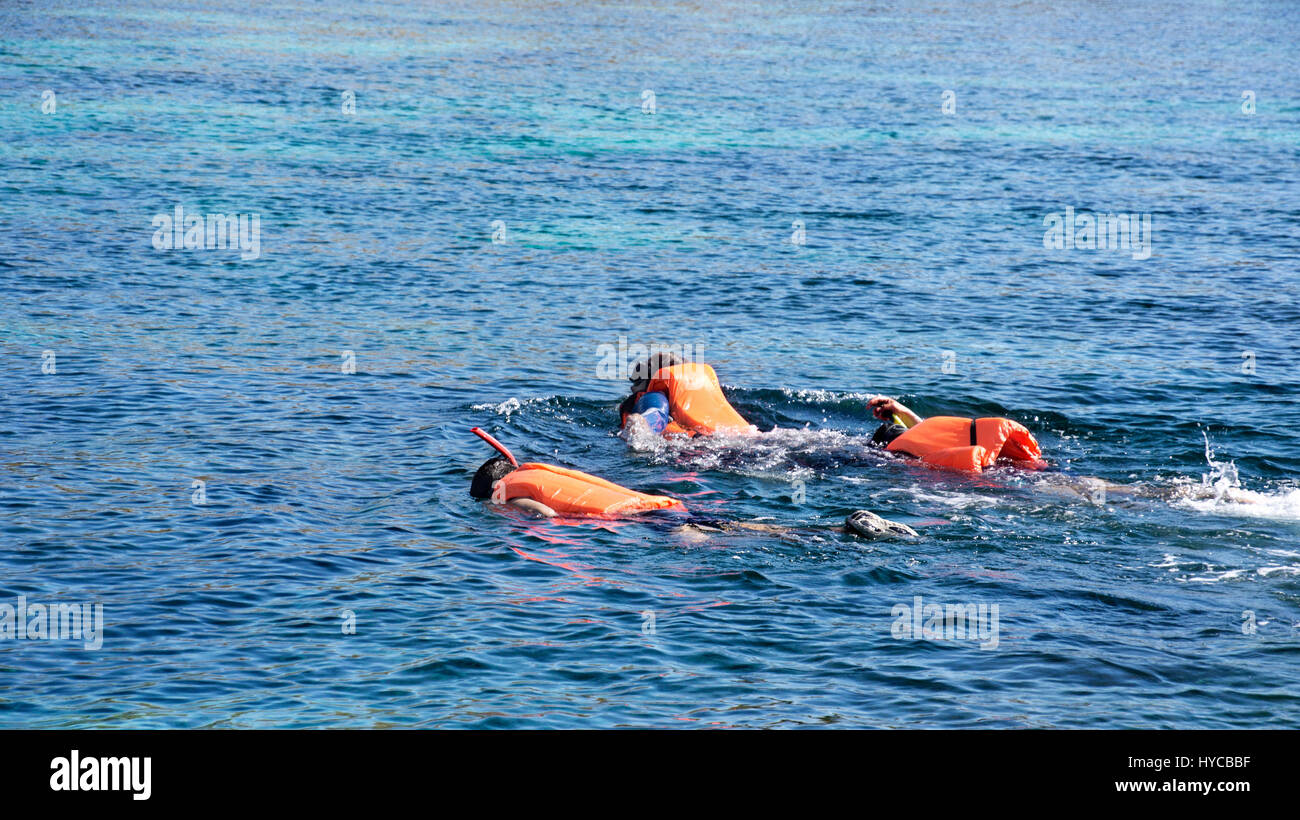 Group people snorkeling while swimming in blue water to see exotic fish ...