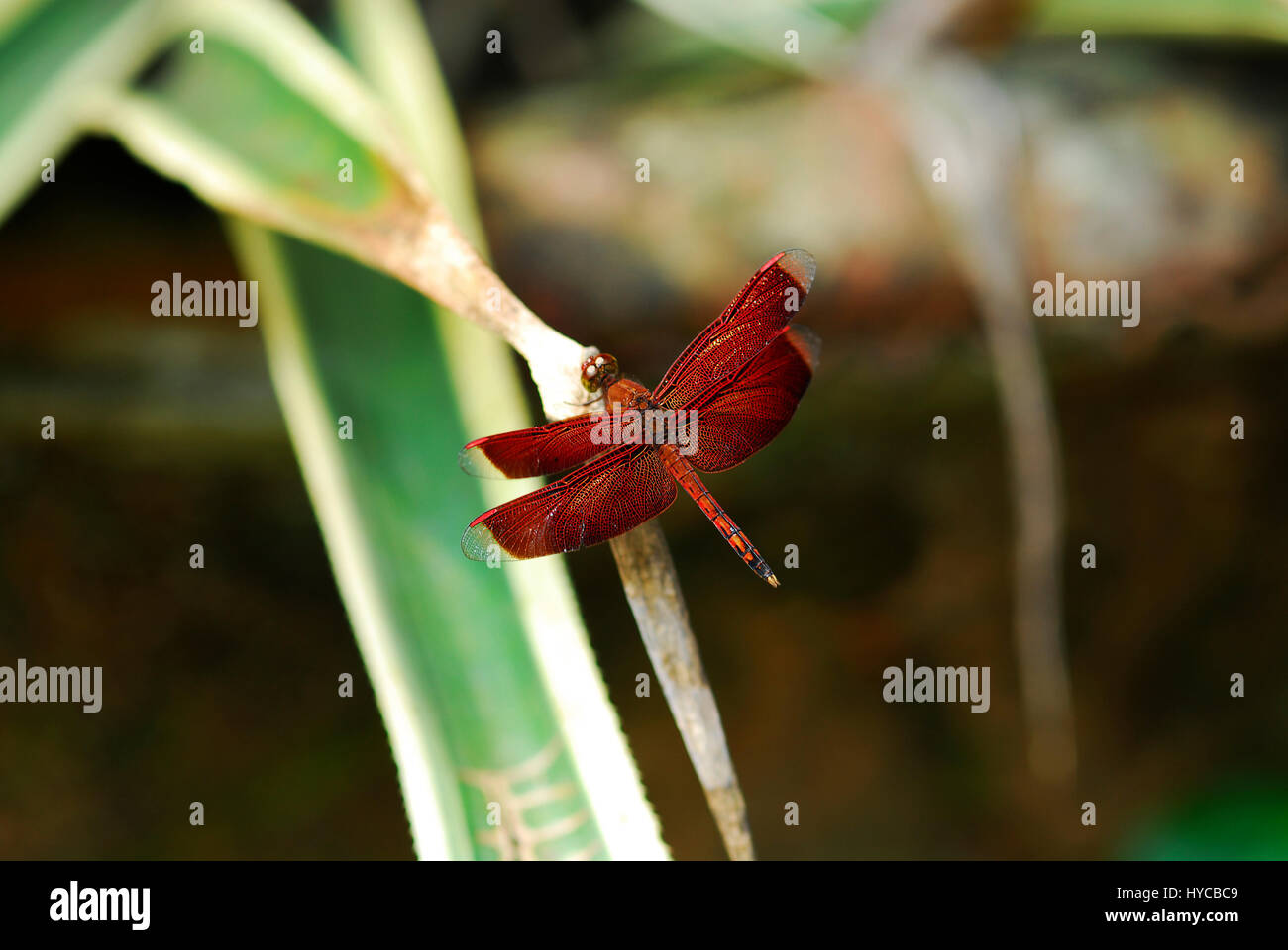 Red dragonfly sitting resting on green leaf in garden in the morning ...