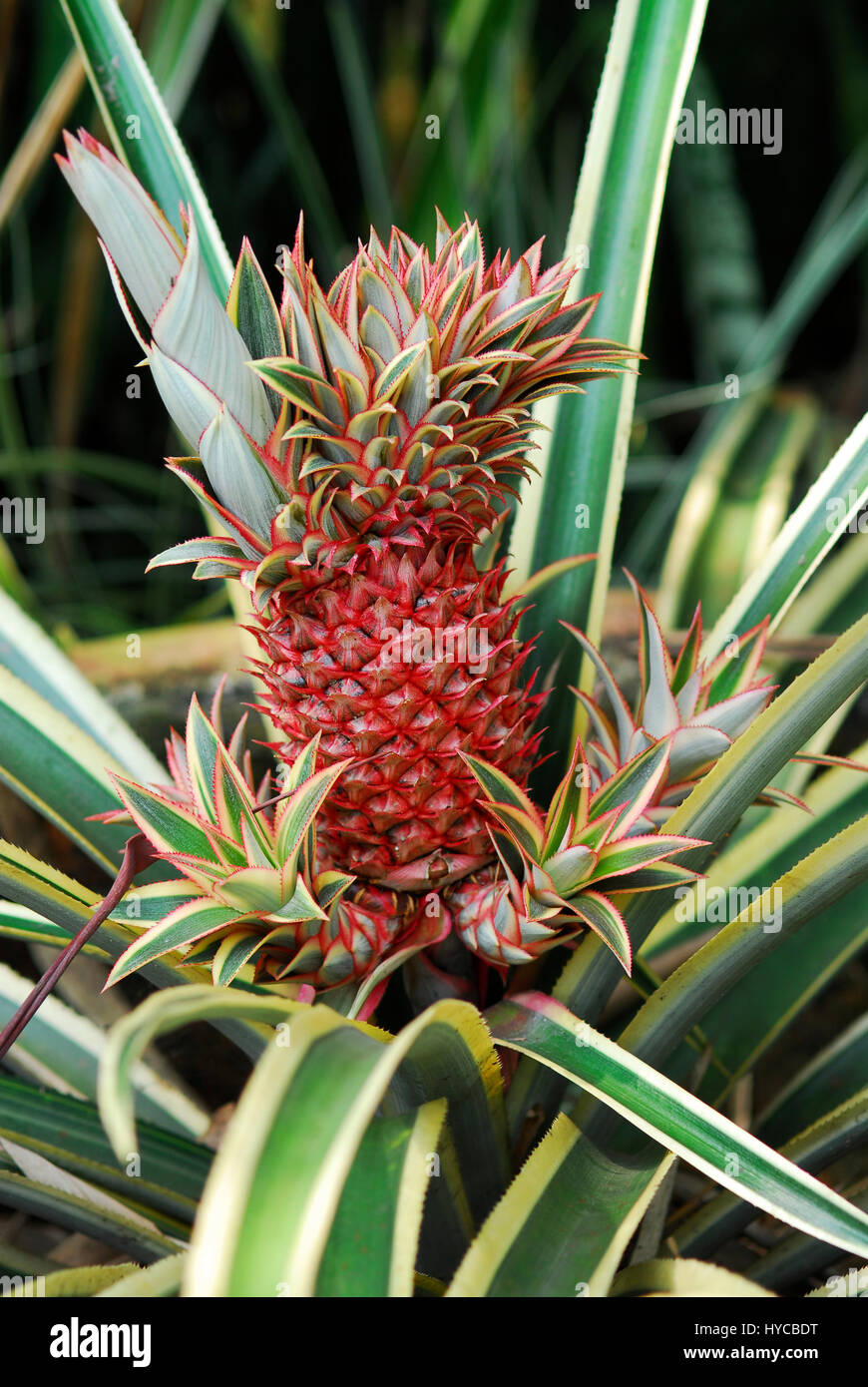 Red skin pineapple ananas growing out of its green leaved tree on a plantation in the morning used for commercial sale. Stock Photo