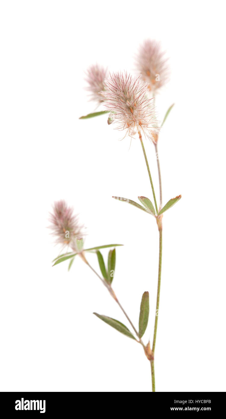 flora of Gran Canaria - Trifolium arvense, hare foot clover, isolated on white Stock Photo