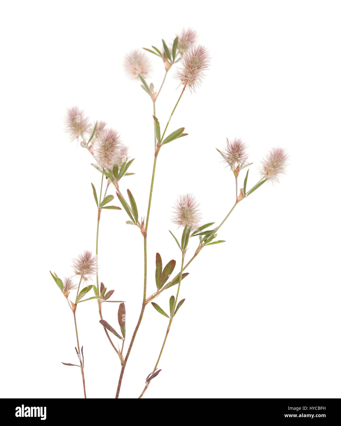 flora of Gran Canaria - Trifolium arvense, hare foot clover, isolated on white Stock Photo
