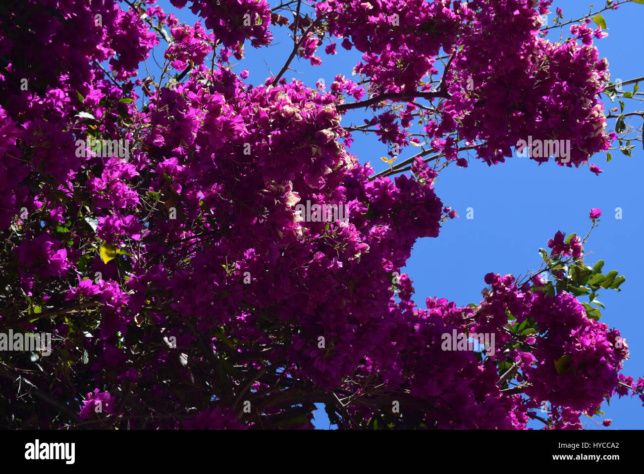 Nature Flowers in Cyprus Stock Photo Alamy