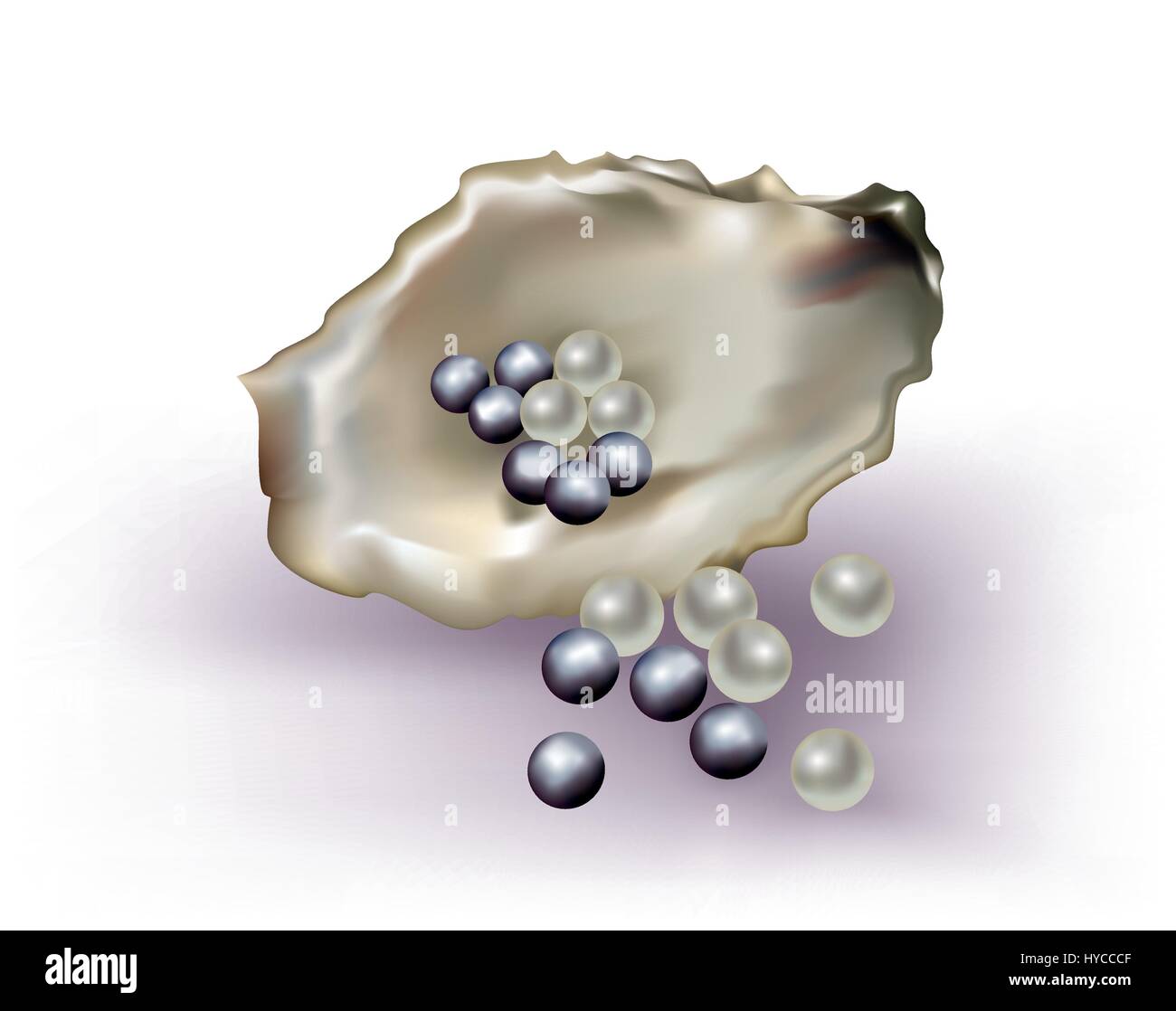 pearls with oyster shell on white background Stock Vector