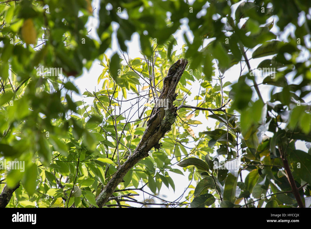 Asian water monitor lizard in a tree, Ko Tarutao Island, Thailand Stock ...