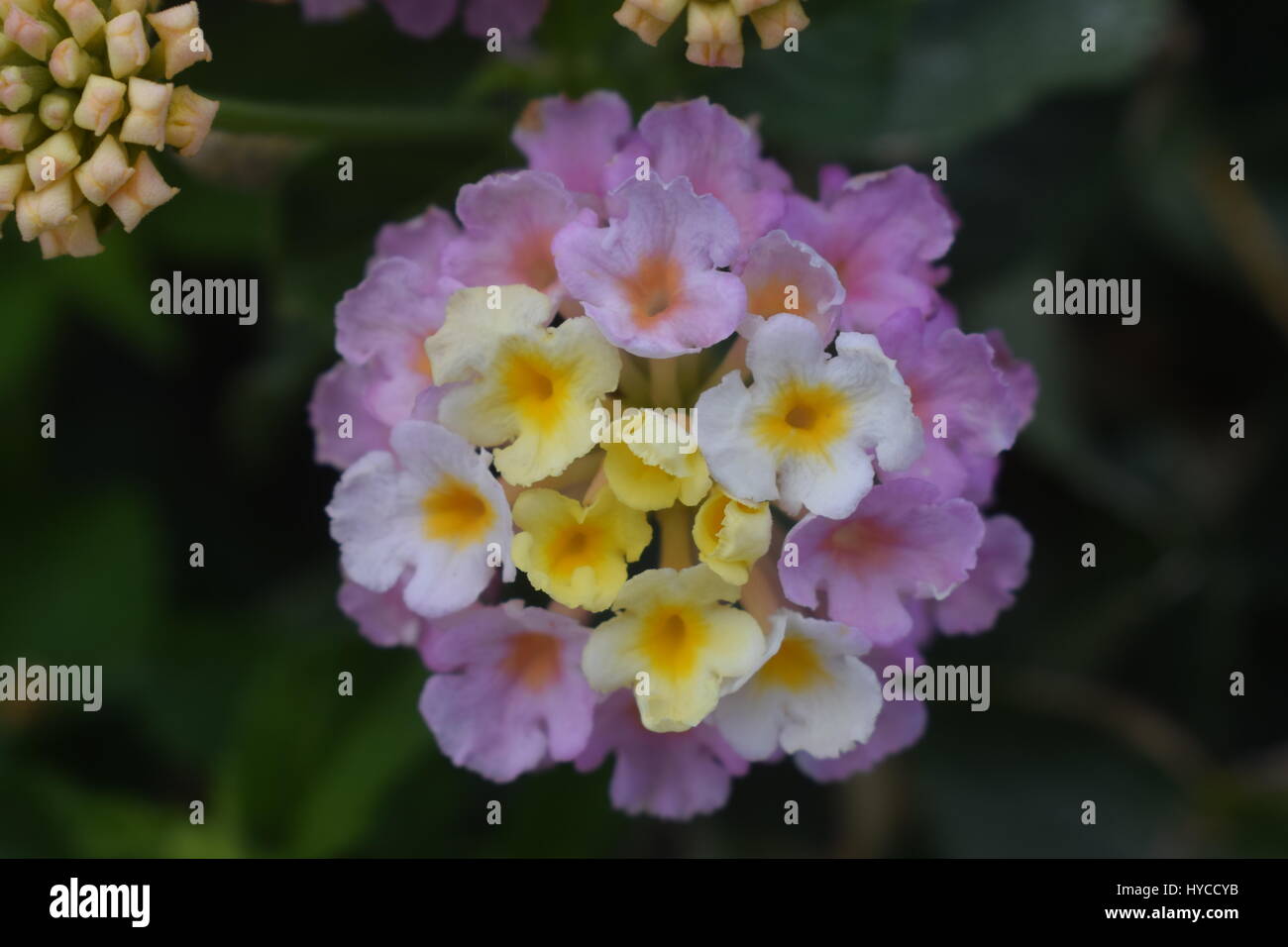 Nature Flowers in Cyprus Stock Photo Alamy