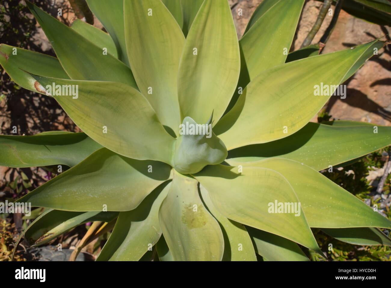 Nature Flowers in Cyprus Stock Photo Alamy