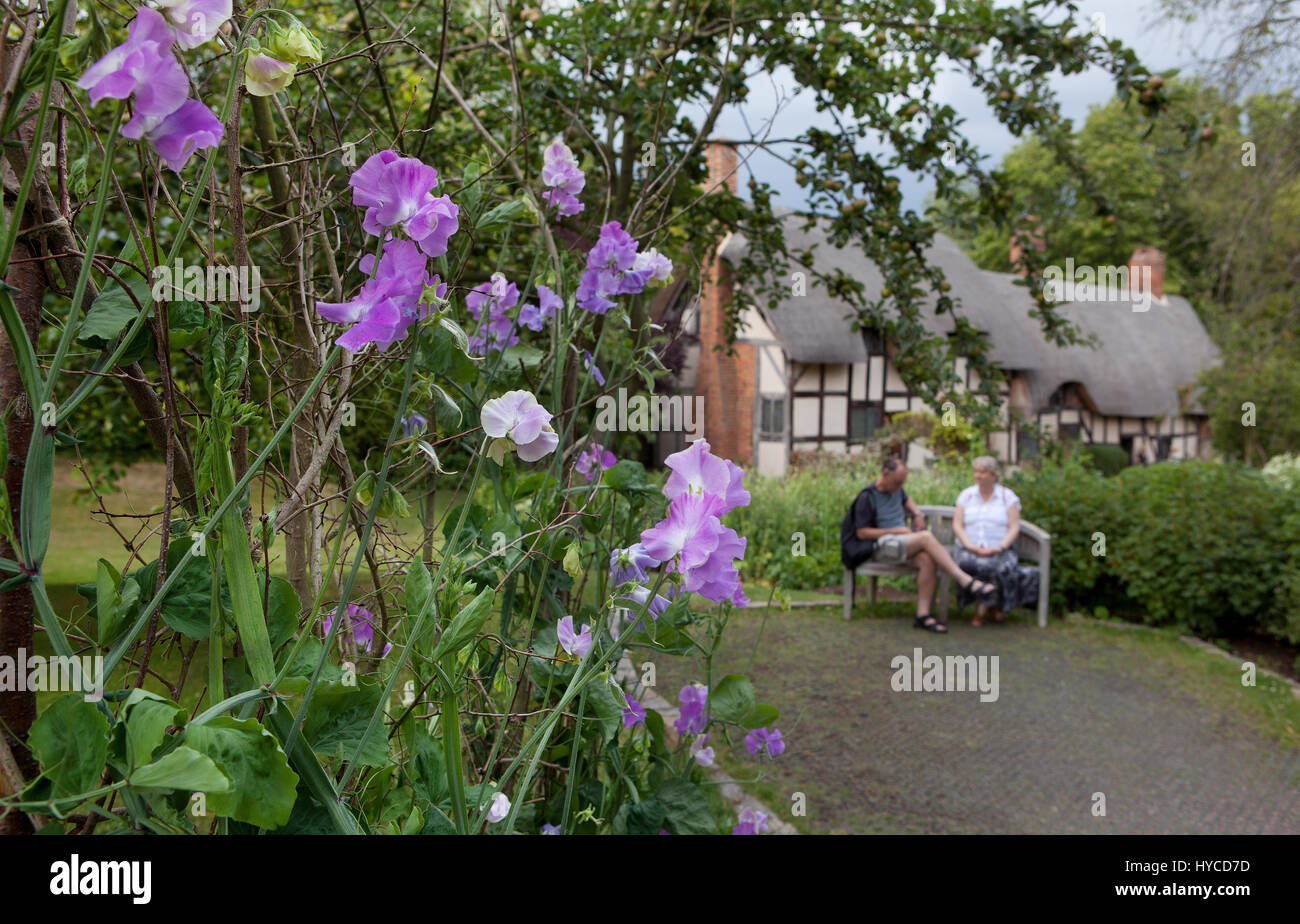 Anne Hathaway Cottage,Cottage Lane,Shottery,Stratford-Upon-Avon,CV37 9HH:  Sweet pea path Stock Photo