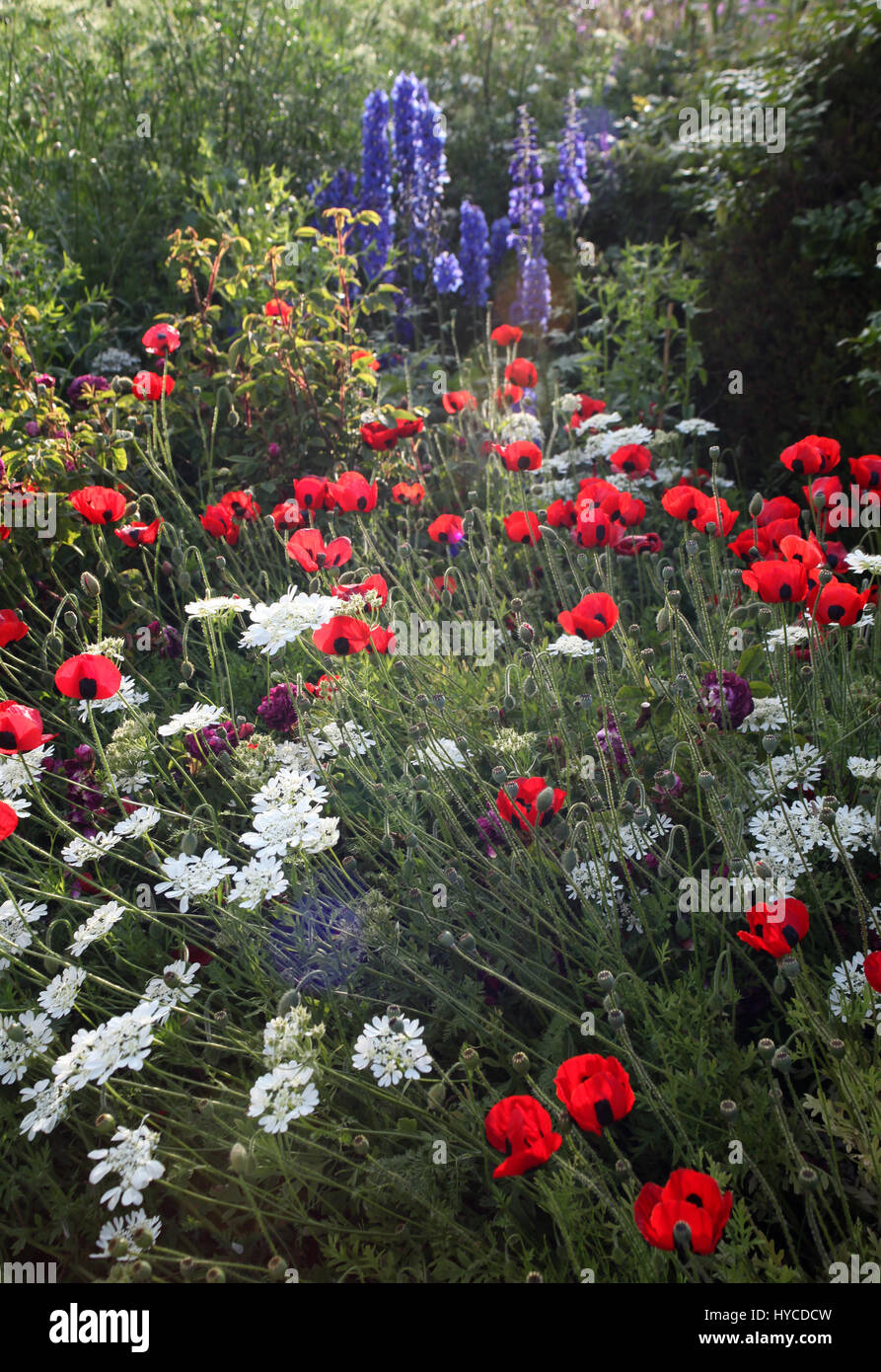 Gravetye Manor,Vowels Lane,West Hoathy,West Sussex RH19 4LJ: Papaver commutatum, Ladybird Poppy; Orlaya grandiflora, White Lace Flower; Stock Photo