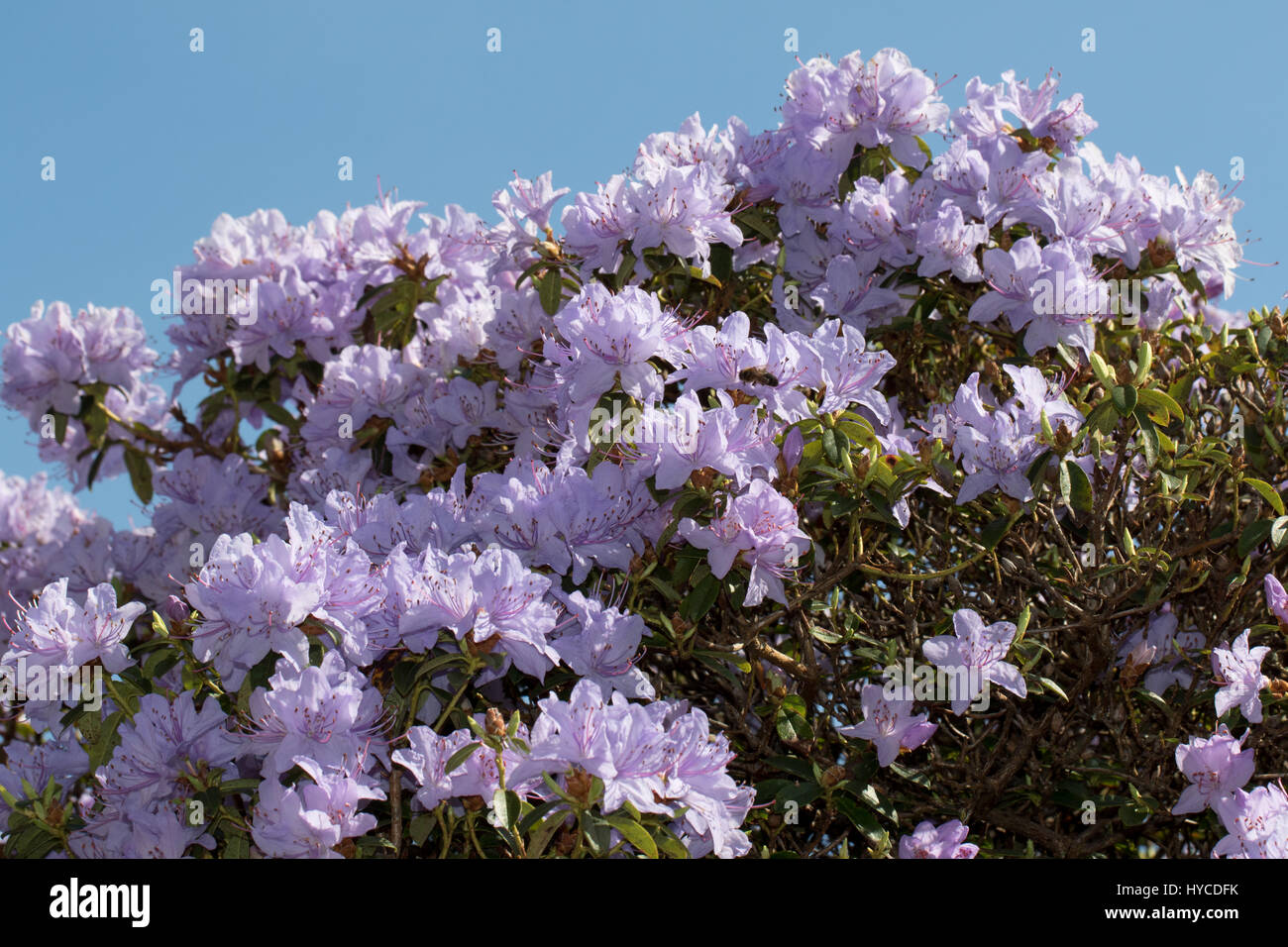 Mauve rhododendron bush Stock Photo