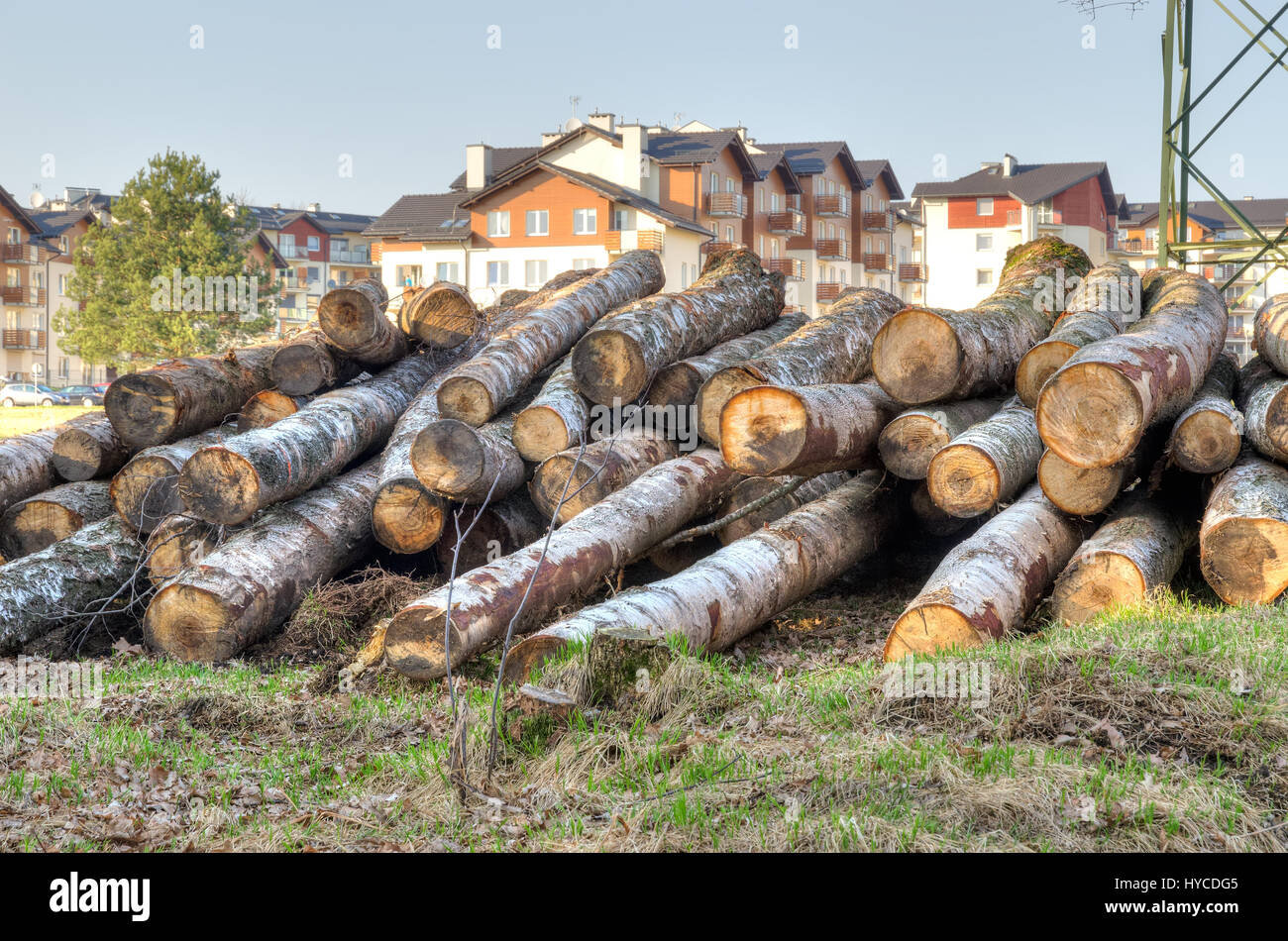 Wood cut in the forest. Cut trees near the town housing estate. Stock Photo