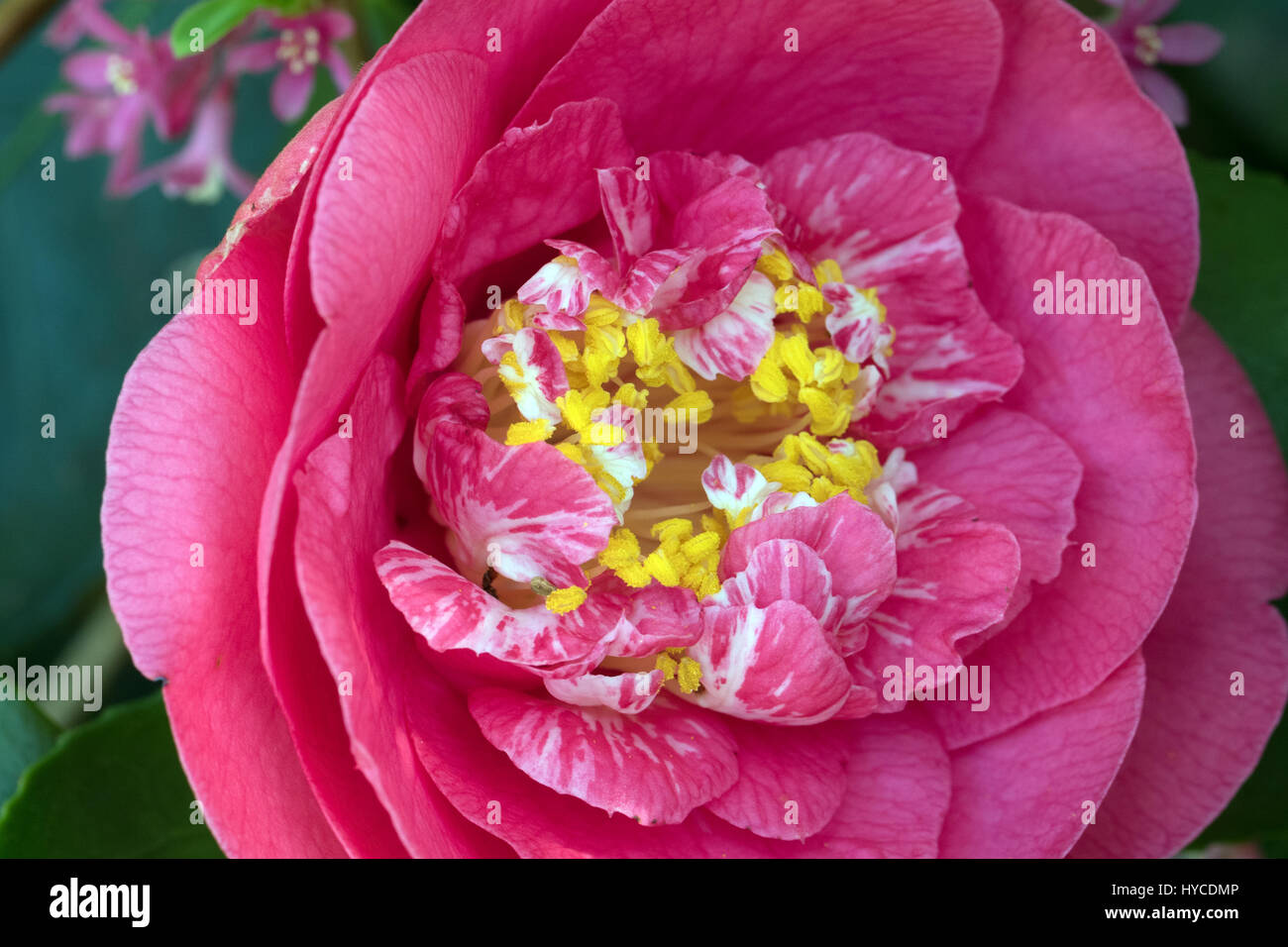 Double deep pink variegated camellia Stock Photo