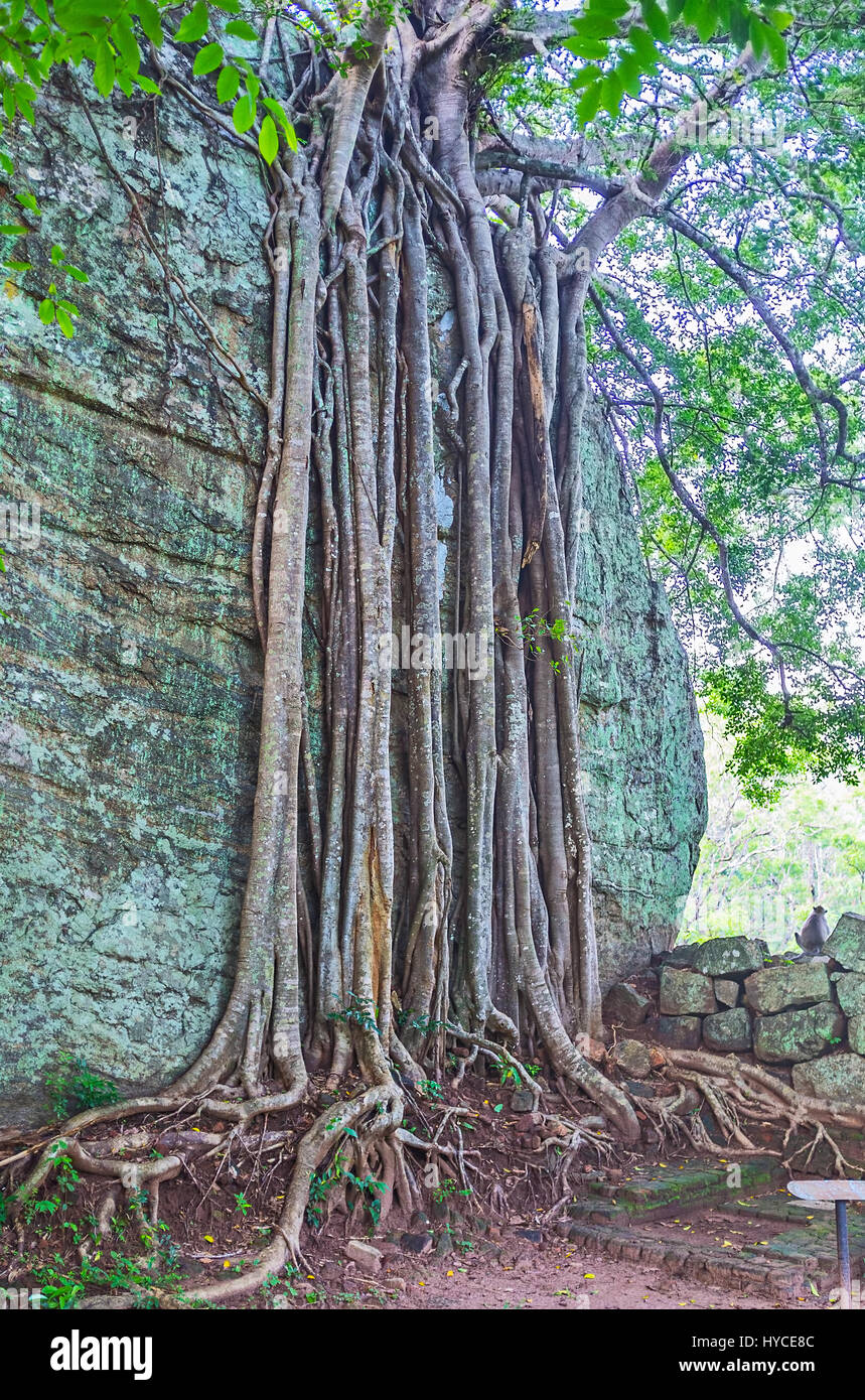 The roots of the tree stretch along the rock to the soil, Sigiriya, Sri ...