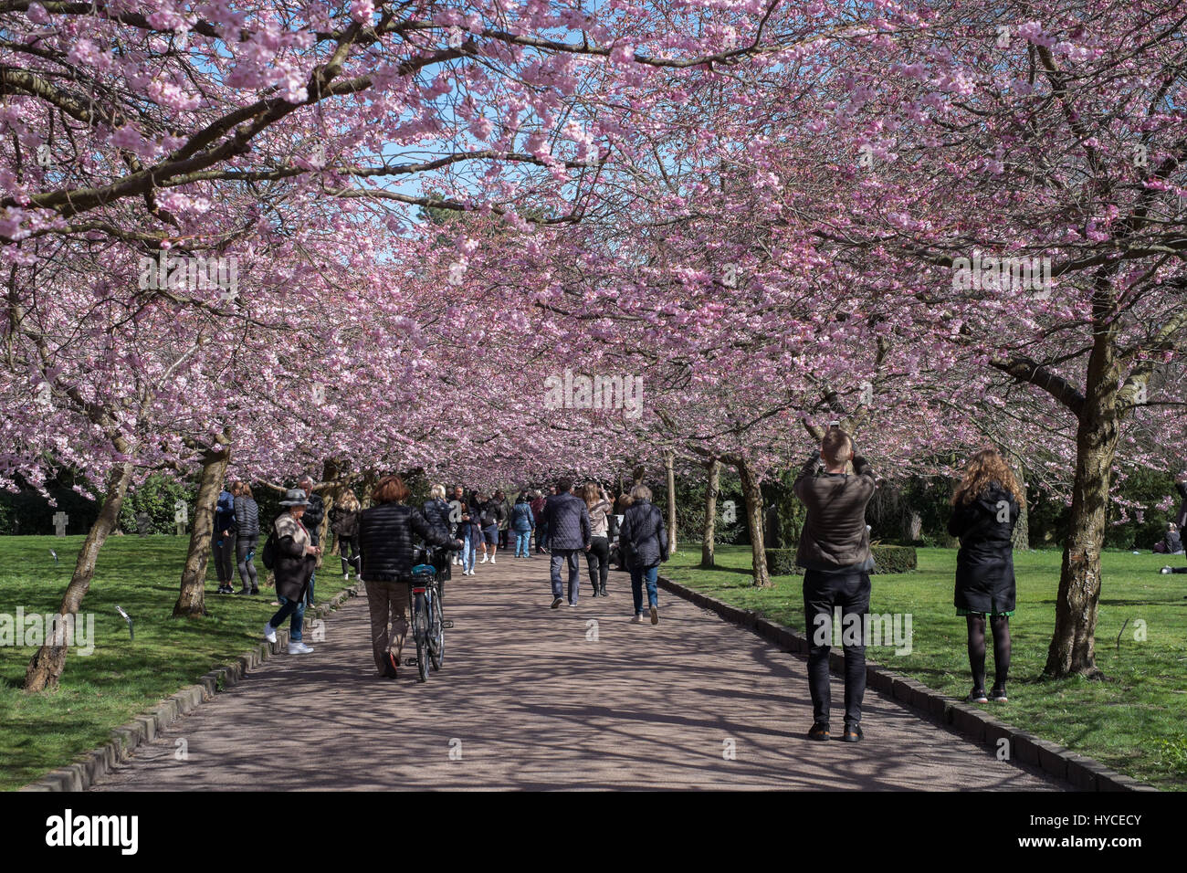 Spring arrives in Denmark. Once a year locals and tourists flock to Bispebjerg Cemetery, Copenhagen to enjoy the avenue of pink cherry tree blossoms. Stock Photo
