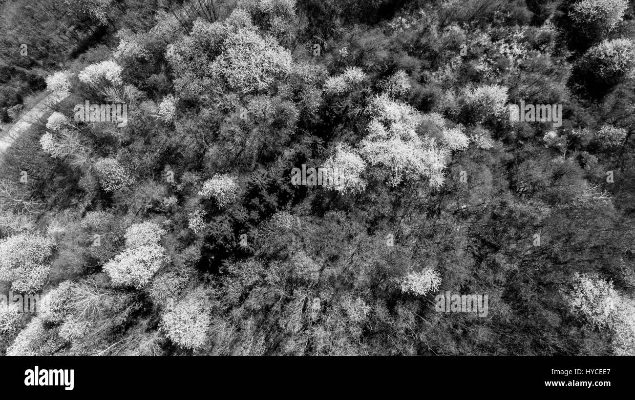 Aerial view of wild cherry tress blooming in forest. Stock Photo