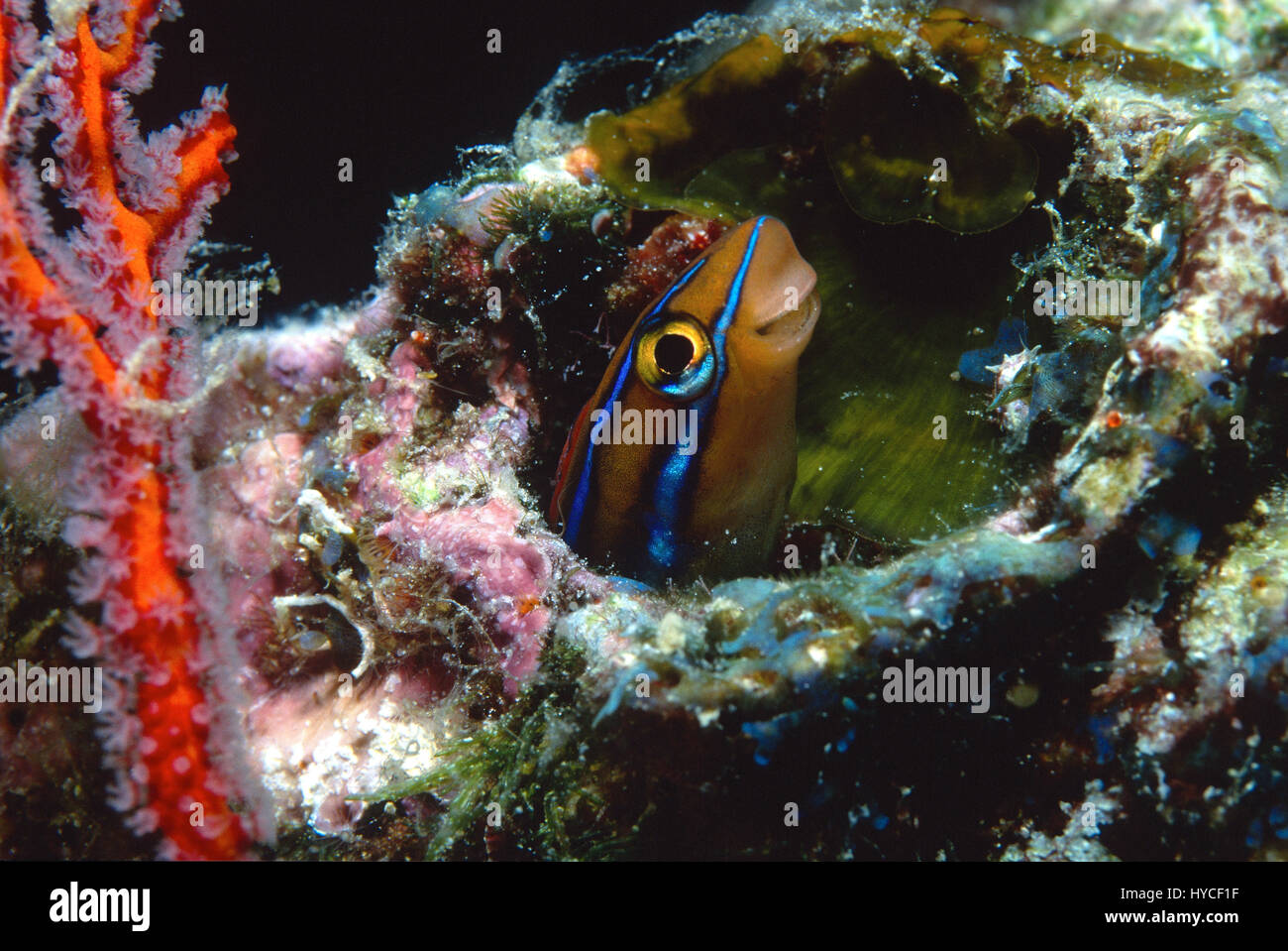 Blue striped fang blenny, Plagiotremus rhinorhychos, Pacific Ocean Stock Photo