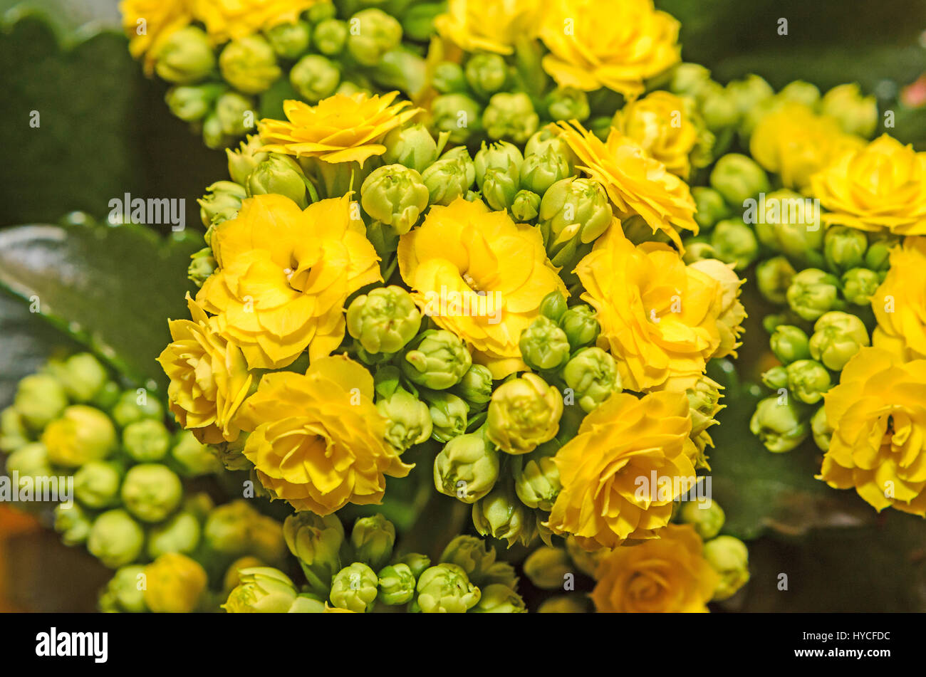 Yellow Calandiva flowers Kalanchoe, family Crassulaceae, close up