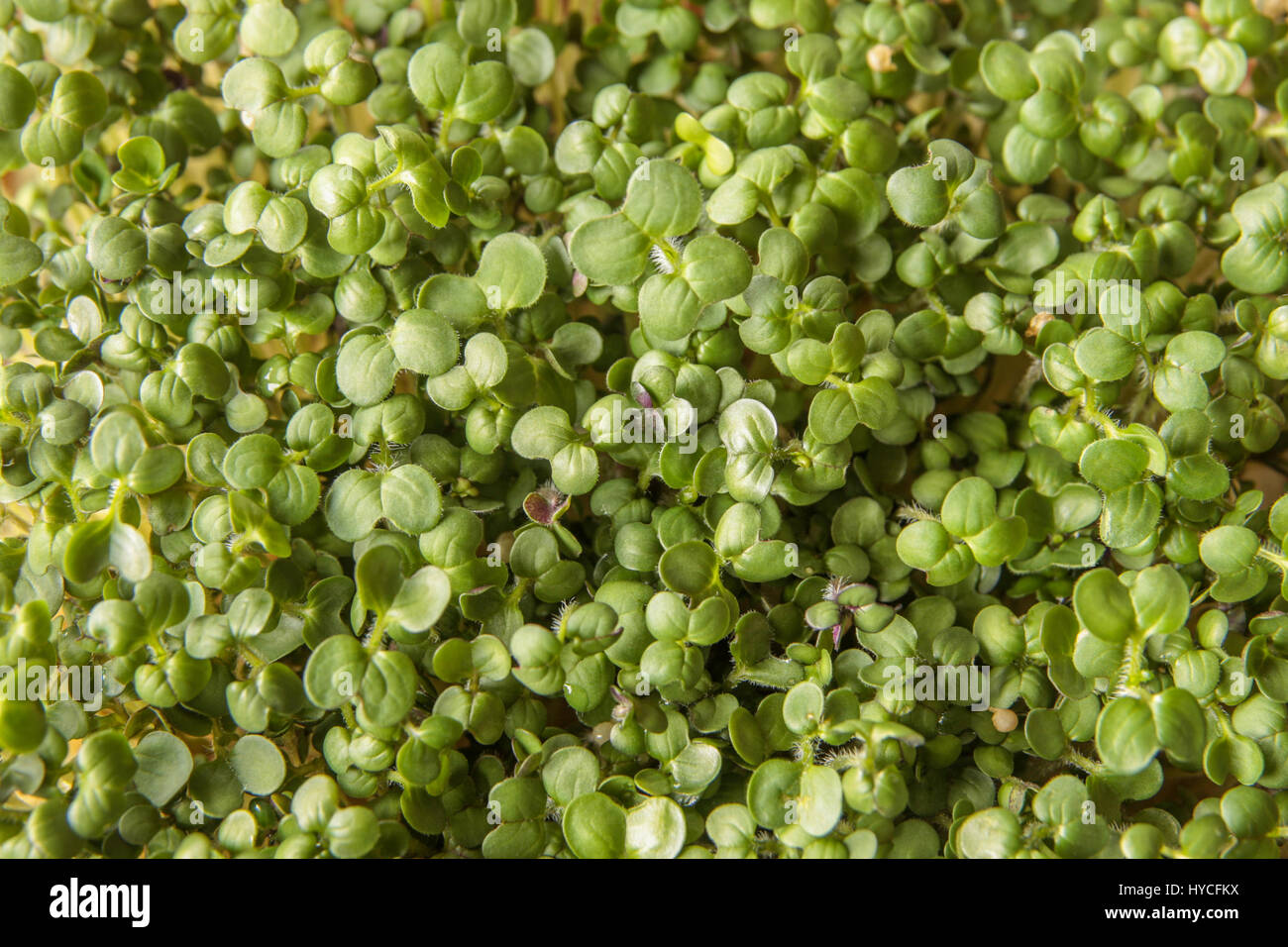 Yellow mustard sprouts / microgreens at the cotyledon stage Stock Photo