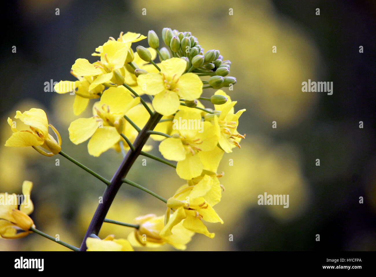 Yellow flower Stock Photo