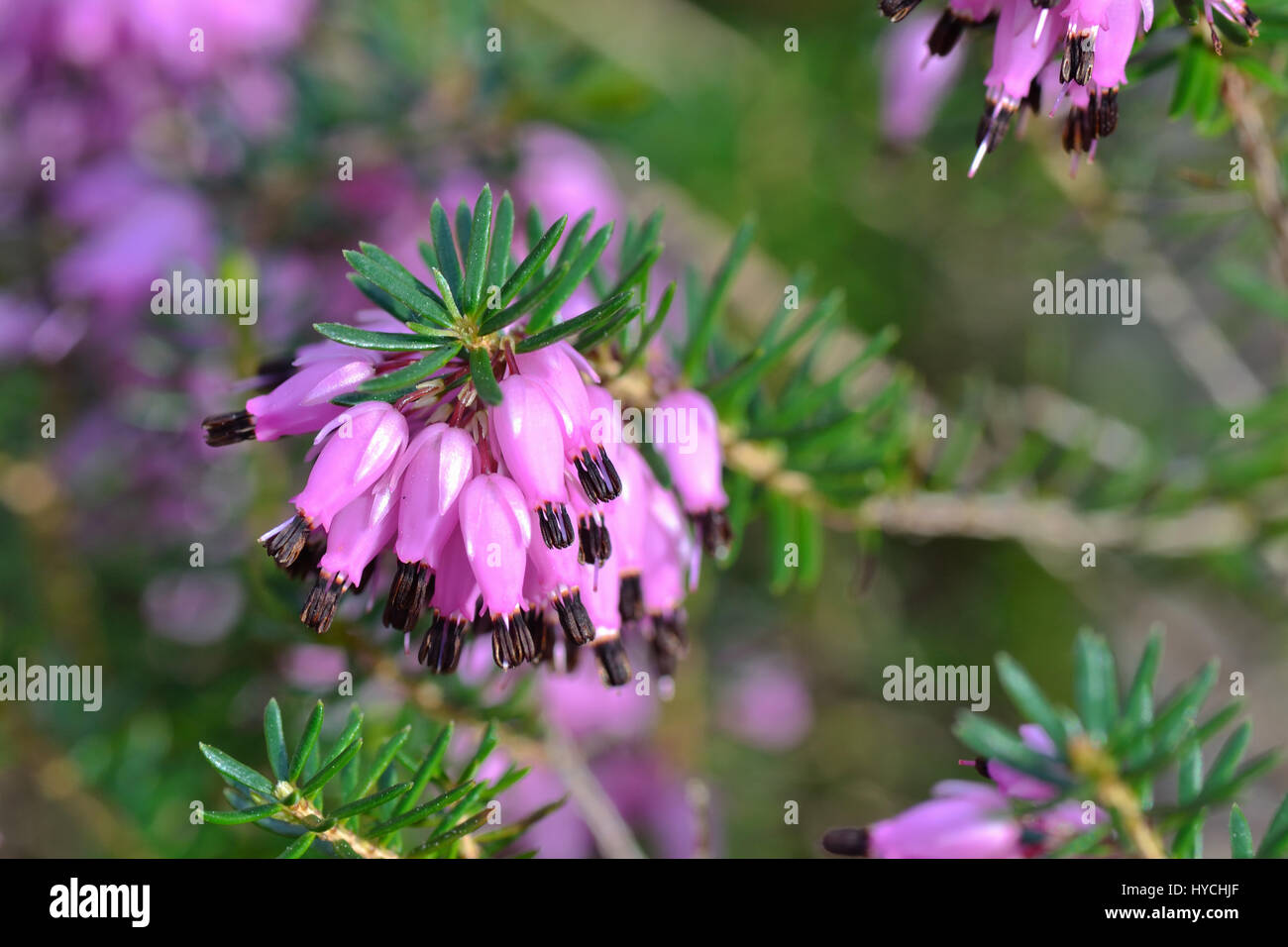 Heather blooming season hires stock photography and images Alamy