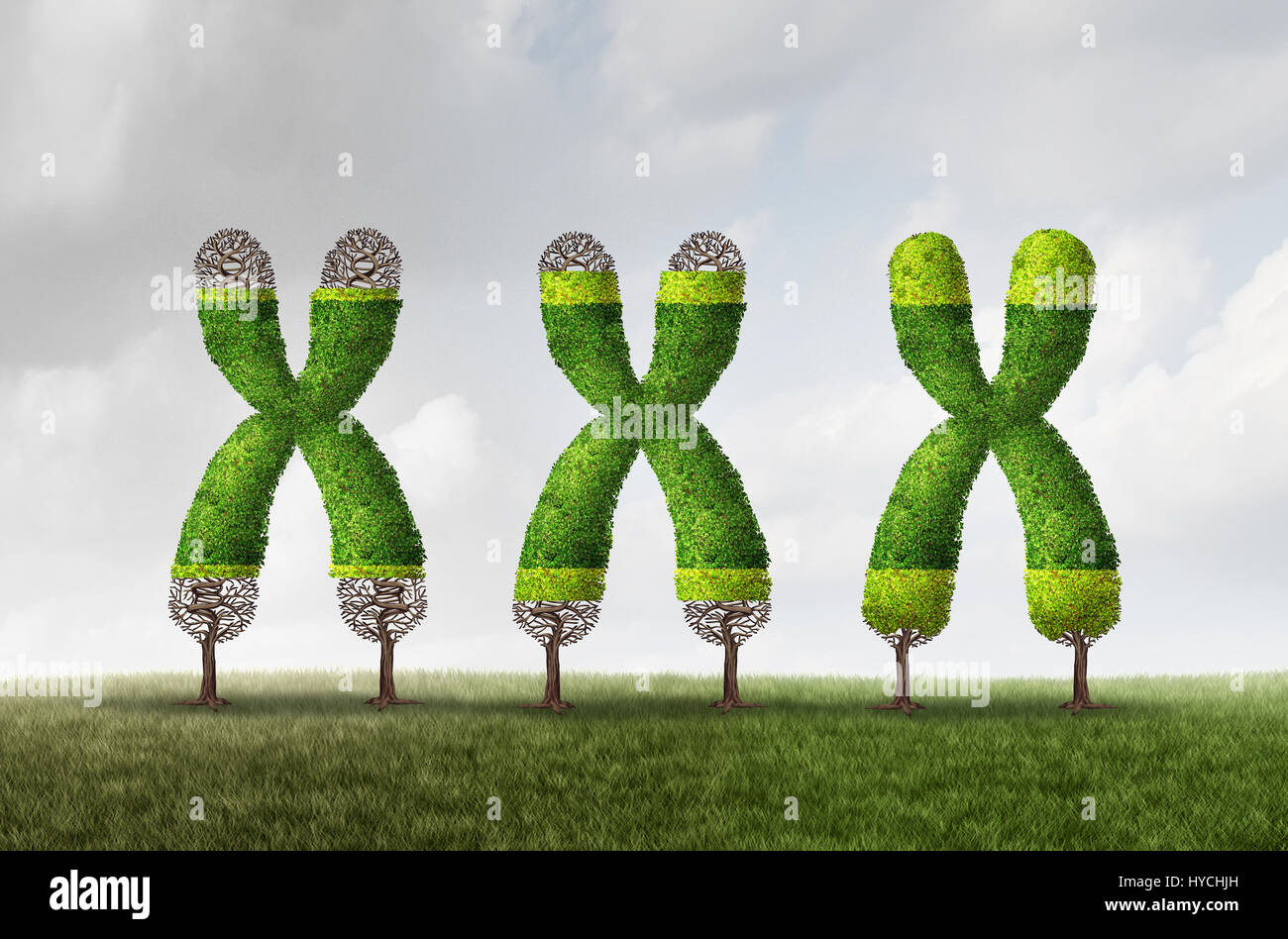 Telomere growth and longer length as a DNA medical concept as a chromosome tree with growing end caps as a symbol for aging. Stock Photo