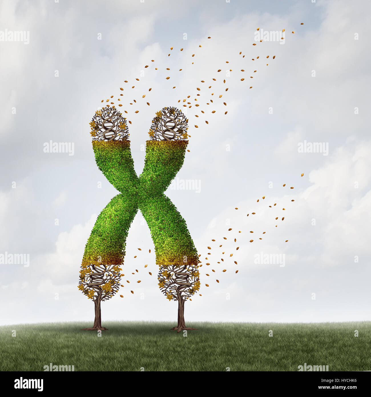 Telomeres length loss with DNA and shortening telomere medical concept as a tree with falling leaves on the end caps of a chromosome. Stock Photo