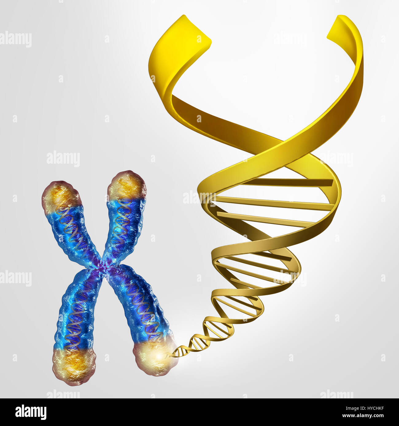 Telomeres DNA and telomere length medical concept on the end caps of a chromosome as a symbol for aging and genetic protection. Stock Photo