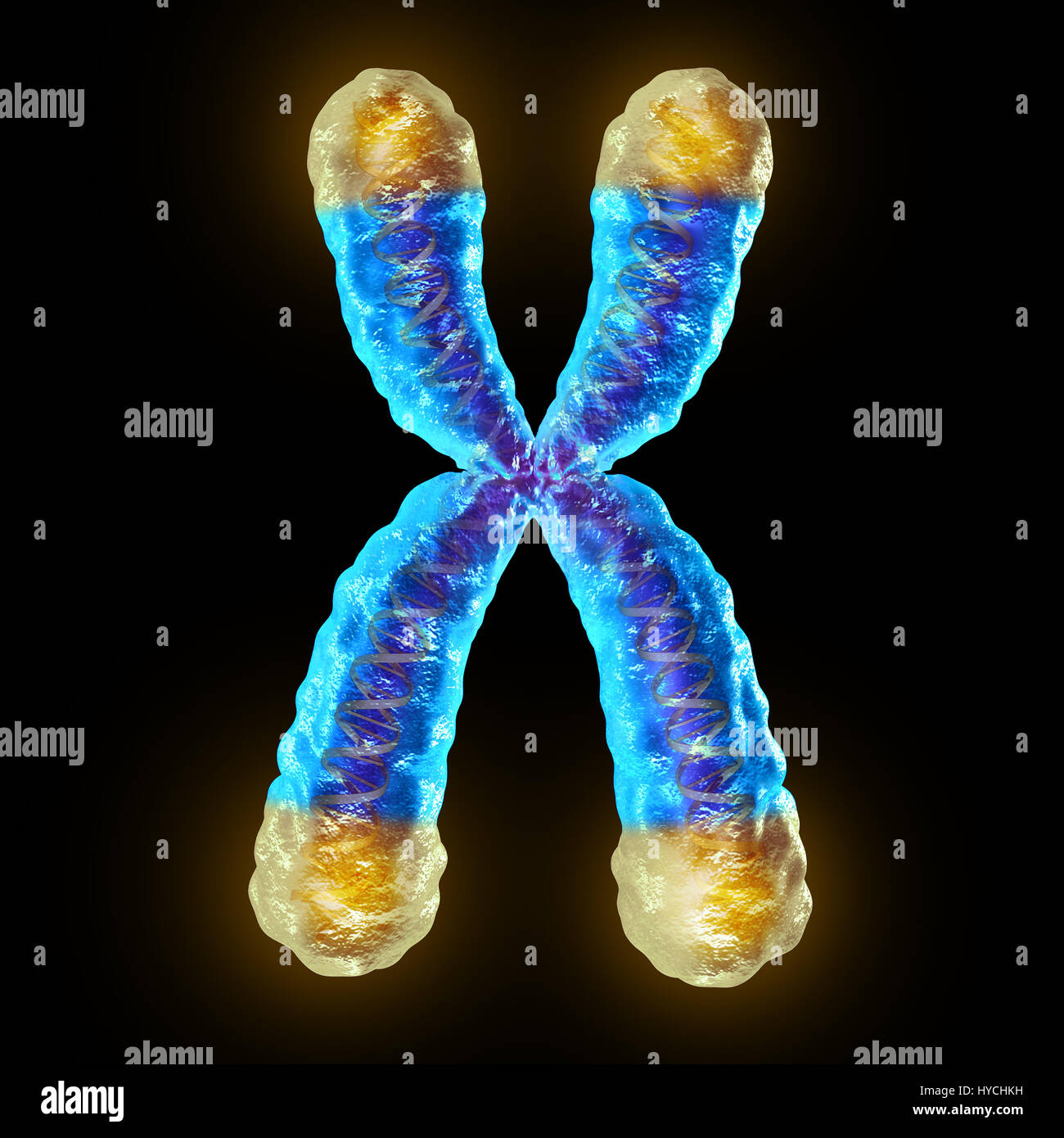 Telomere length medical concept and telomeres located on the end caps of a chromosome resulting in aging by damaging DNA. Stock Photo