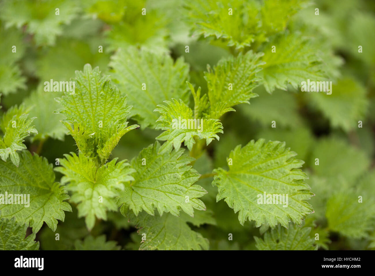 Edible nettles hires stock photography and images Alamy