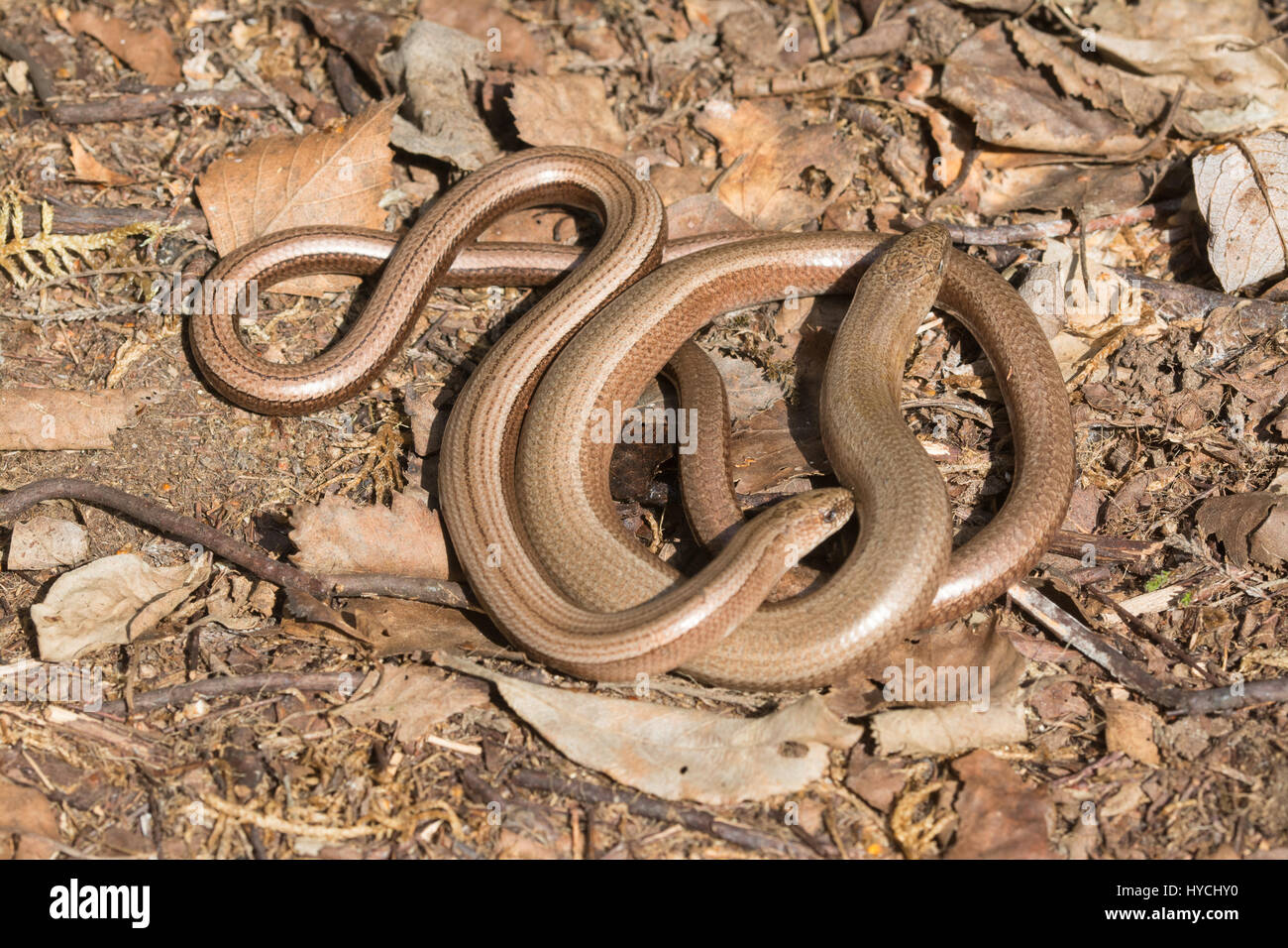 Close-up of two female slow worms (Anguis fragilis) basking in the sun in Berkshire, UK Stock Photo