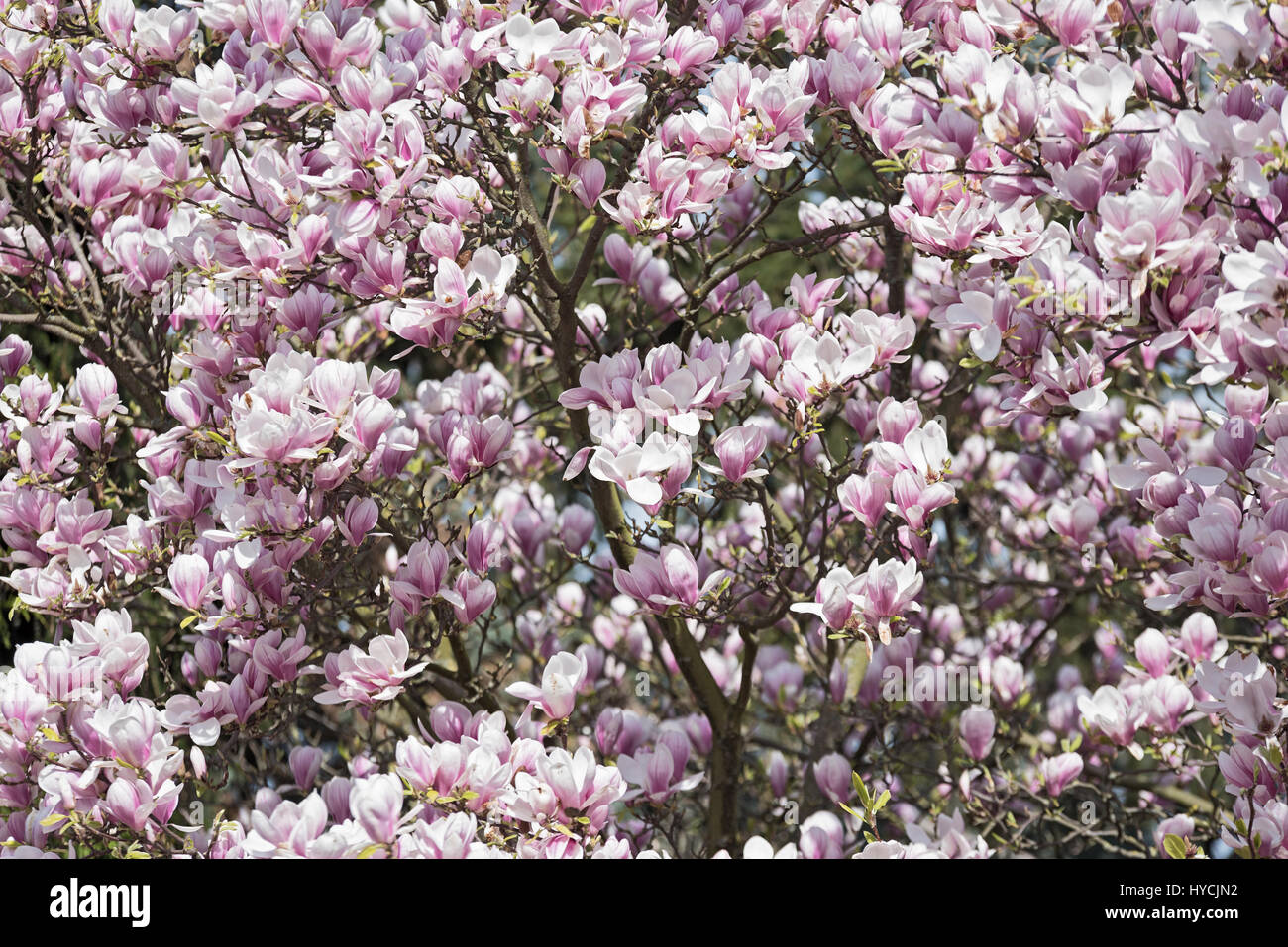 Magnolia flowers tree blooming in pink blossom Stock Photo - Alamy