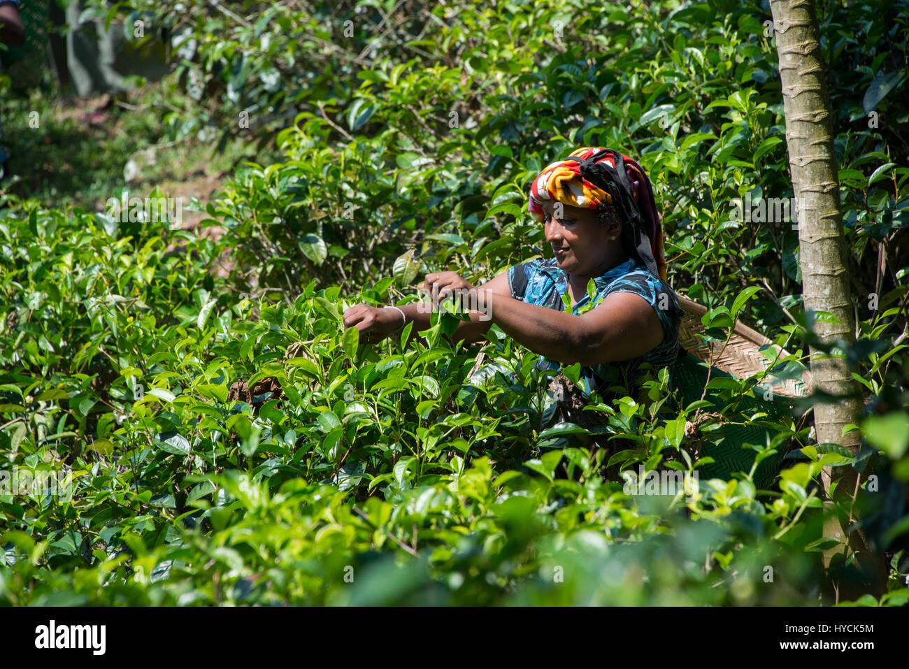 Sri Lanka, near Galle, village of Akuressa. Organic Green Tea Garden