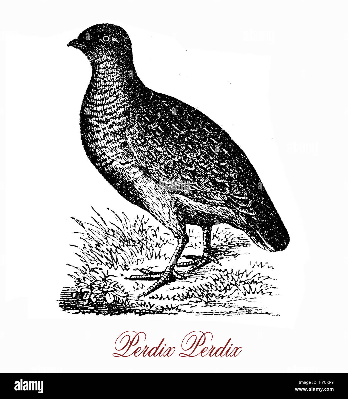Vintage engraving  of grey partridge,grey and brown gamebird listed in threatened species, it is a seed-eating bird, but the young takes insects  as protein supply. Stock Photo