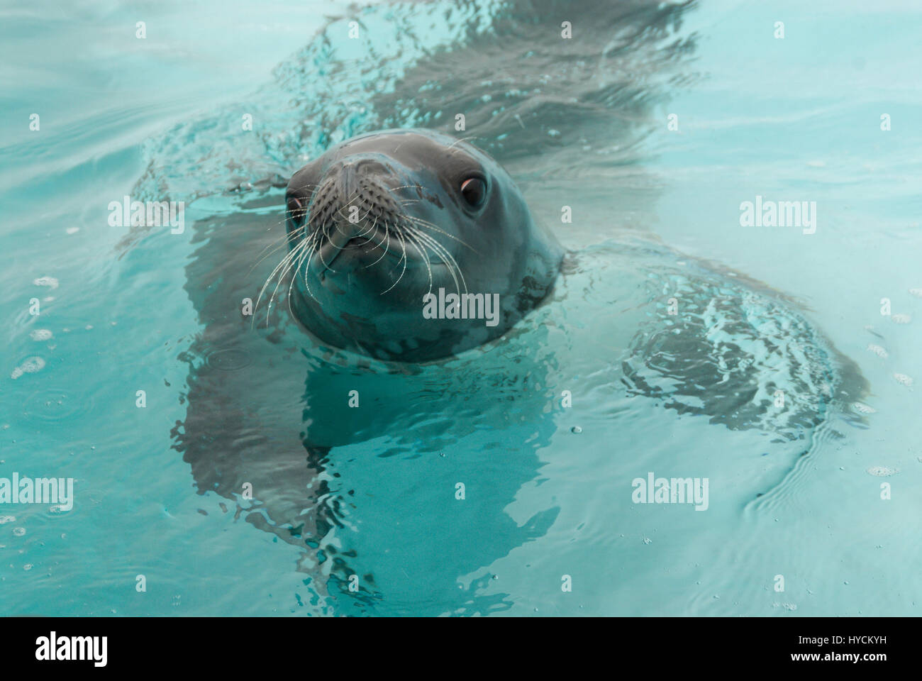 Crabeater seals in the water Stock Photo