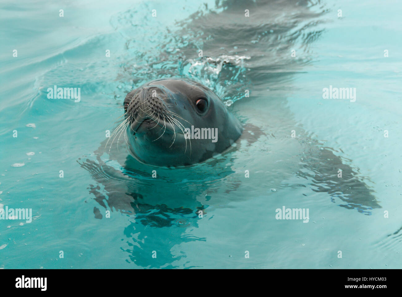 Crabeater seals in the water Stock Photo