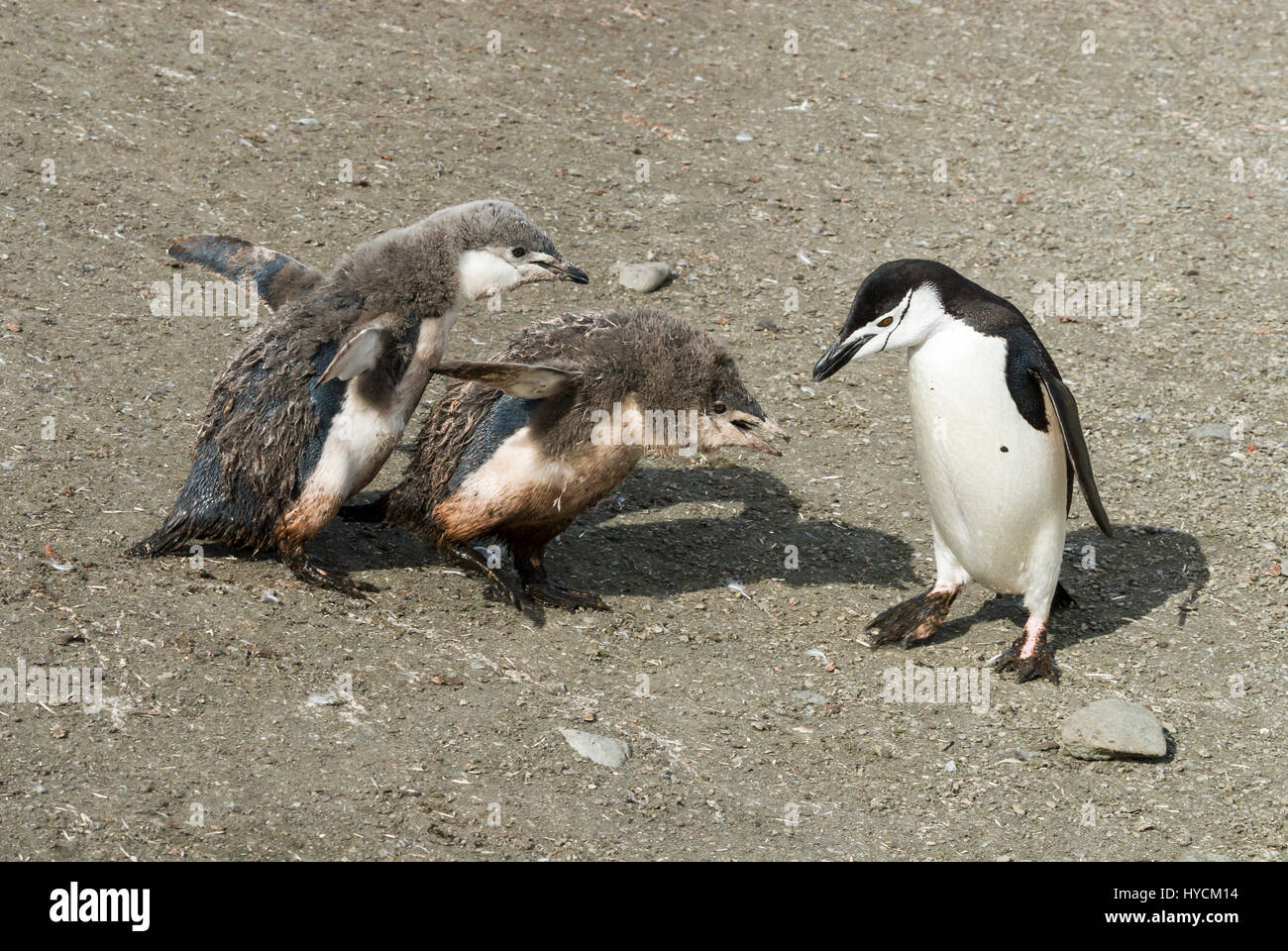 Chinstrap penguin feeding chick Stock Photo - Alamy