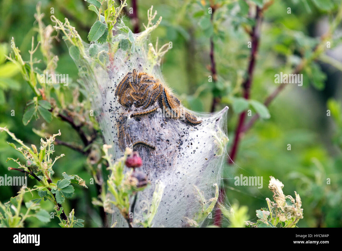 Caterpillar nest hi-res stock photography and images - Alamy